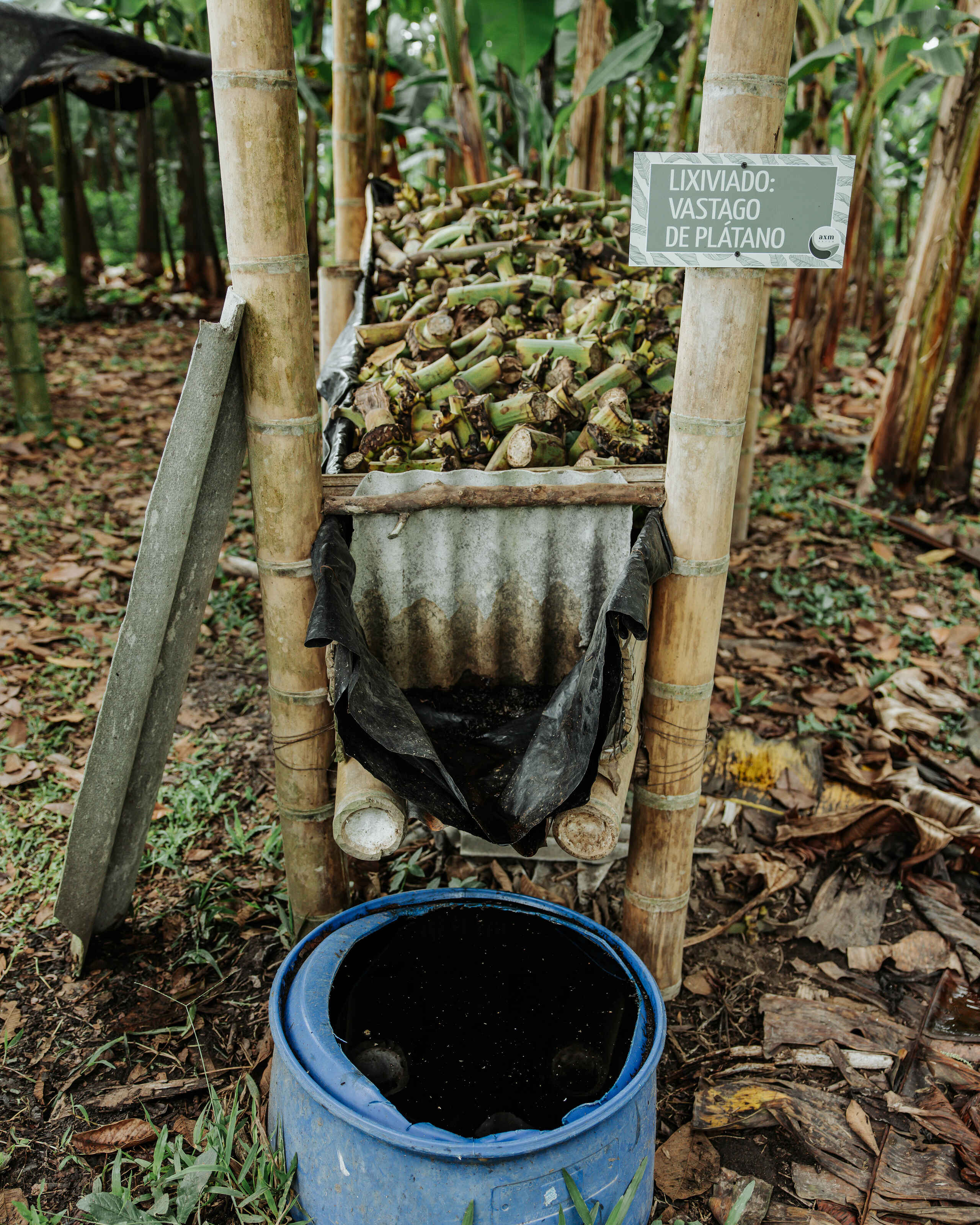 Composting system for plantain processing waste in a Colombian farm, with a labeled collection bin feeding organic material into a wooden composting container