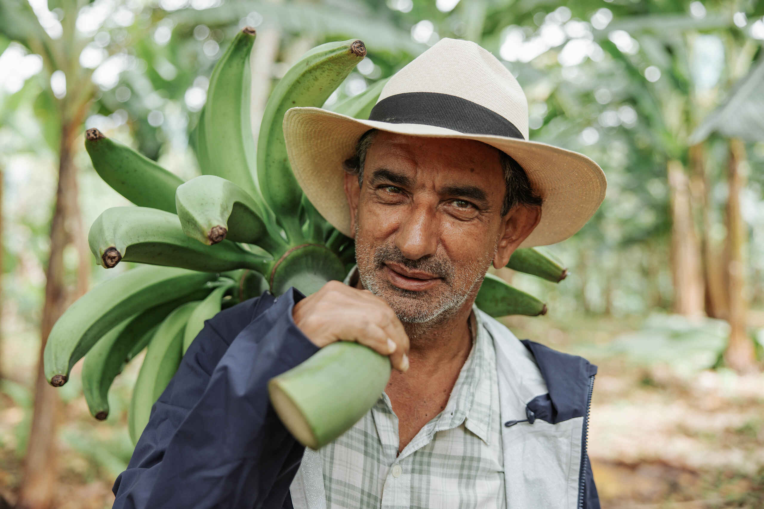 Colombian banana farmer holding a bunch of bananas in a plantation