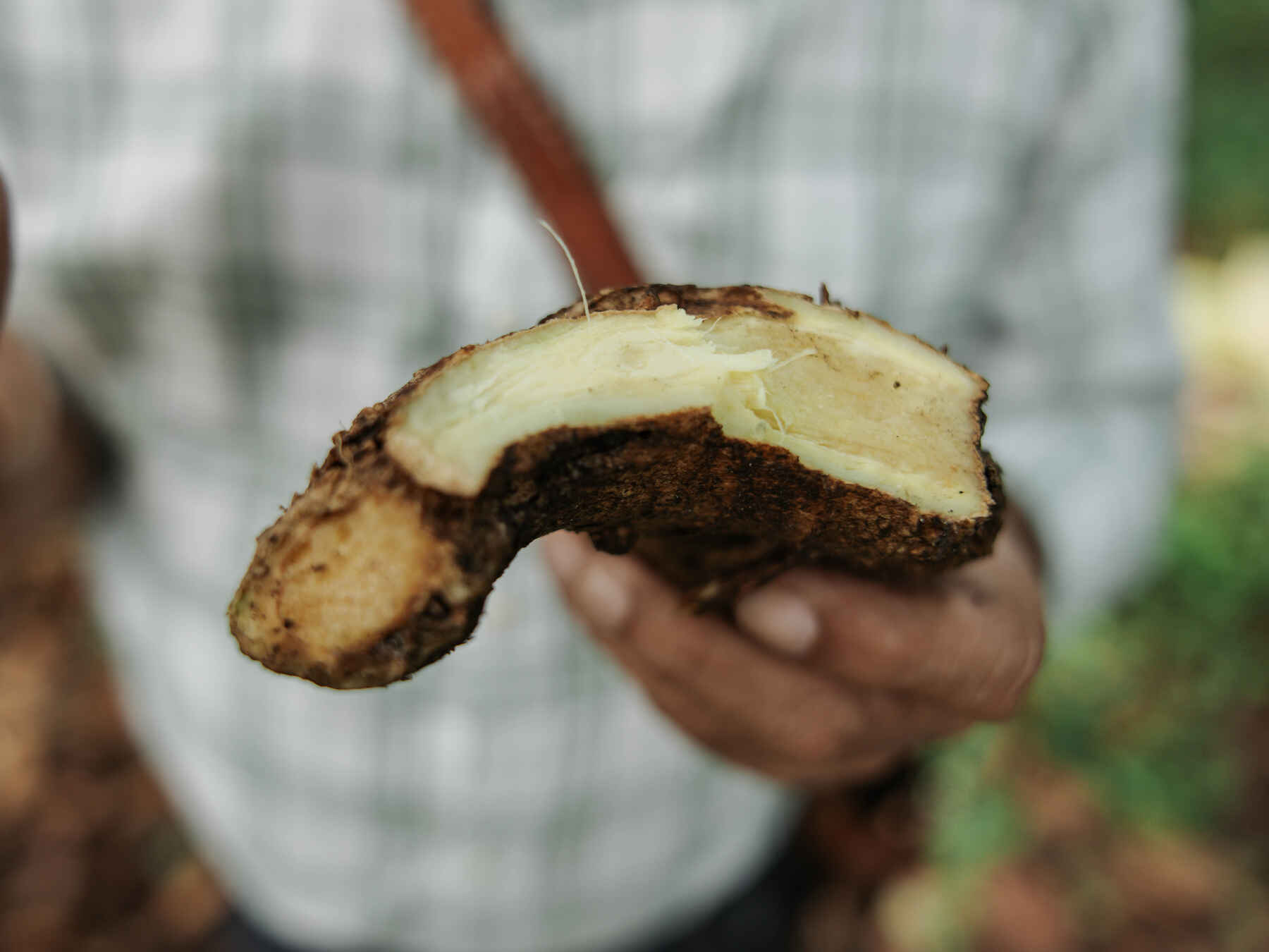 Hand holding a freshly harvested plantain cut in half to reveal its starchy white flesh