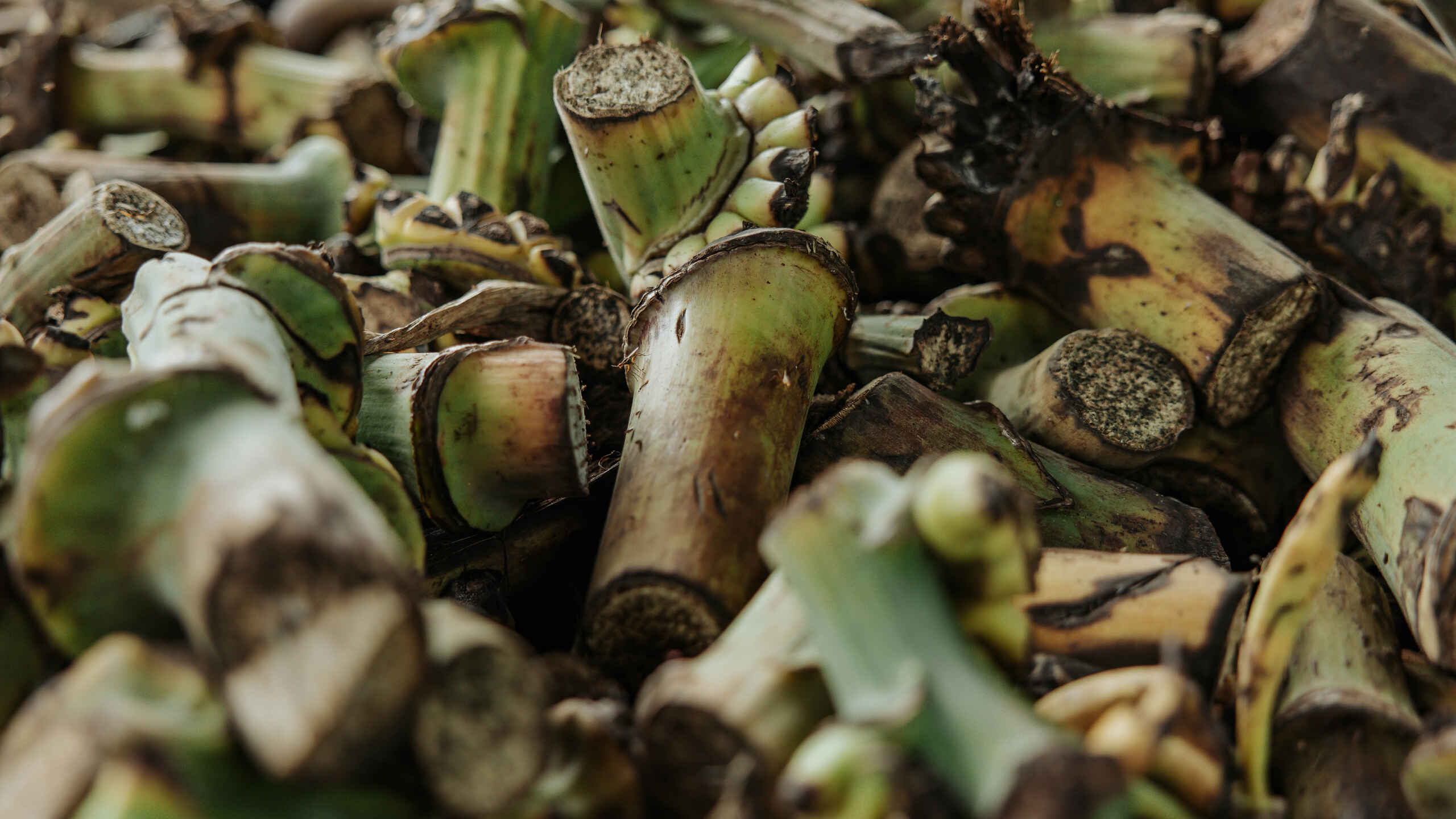 Harvested plantain stems with green and brown sectioned segments stacked together