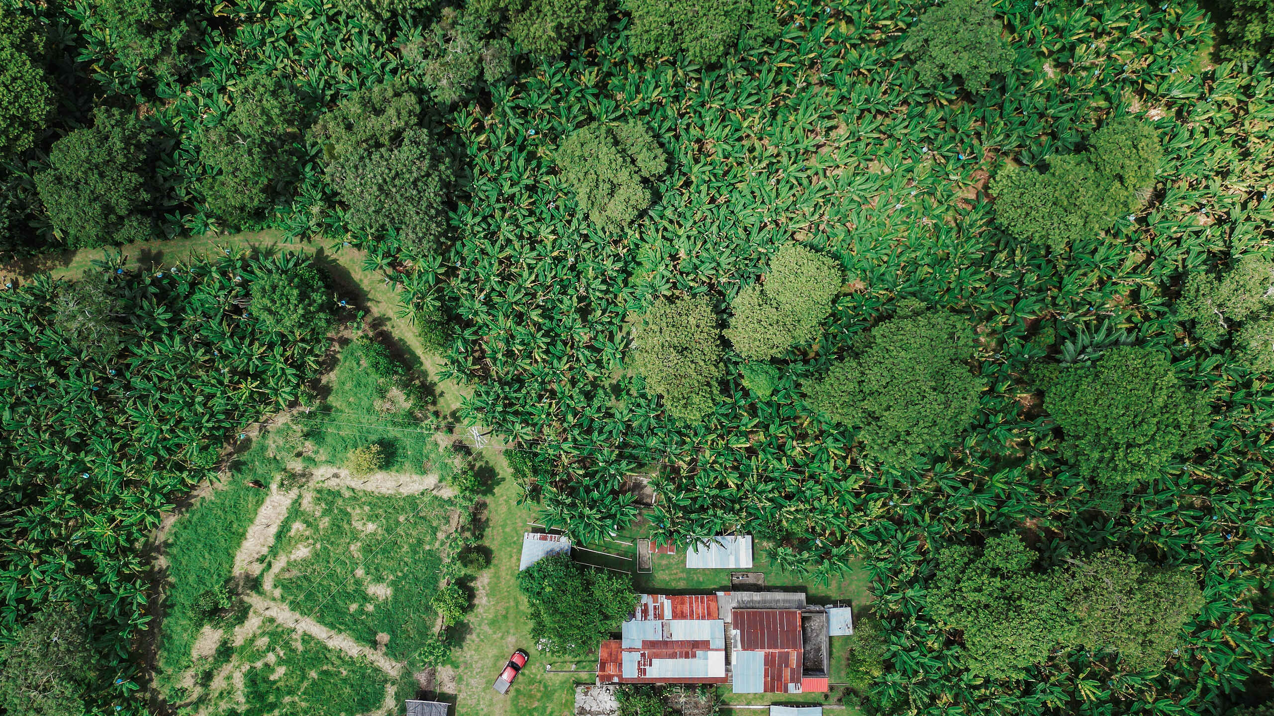 Aerial view of a farm nestled in dense green forest with buildings and a red truck surrounded by cultivated land and forest canopy
