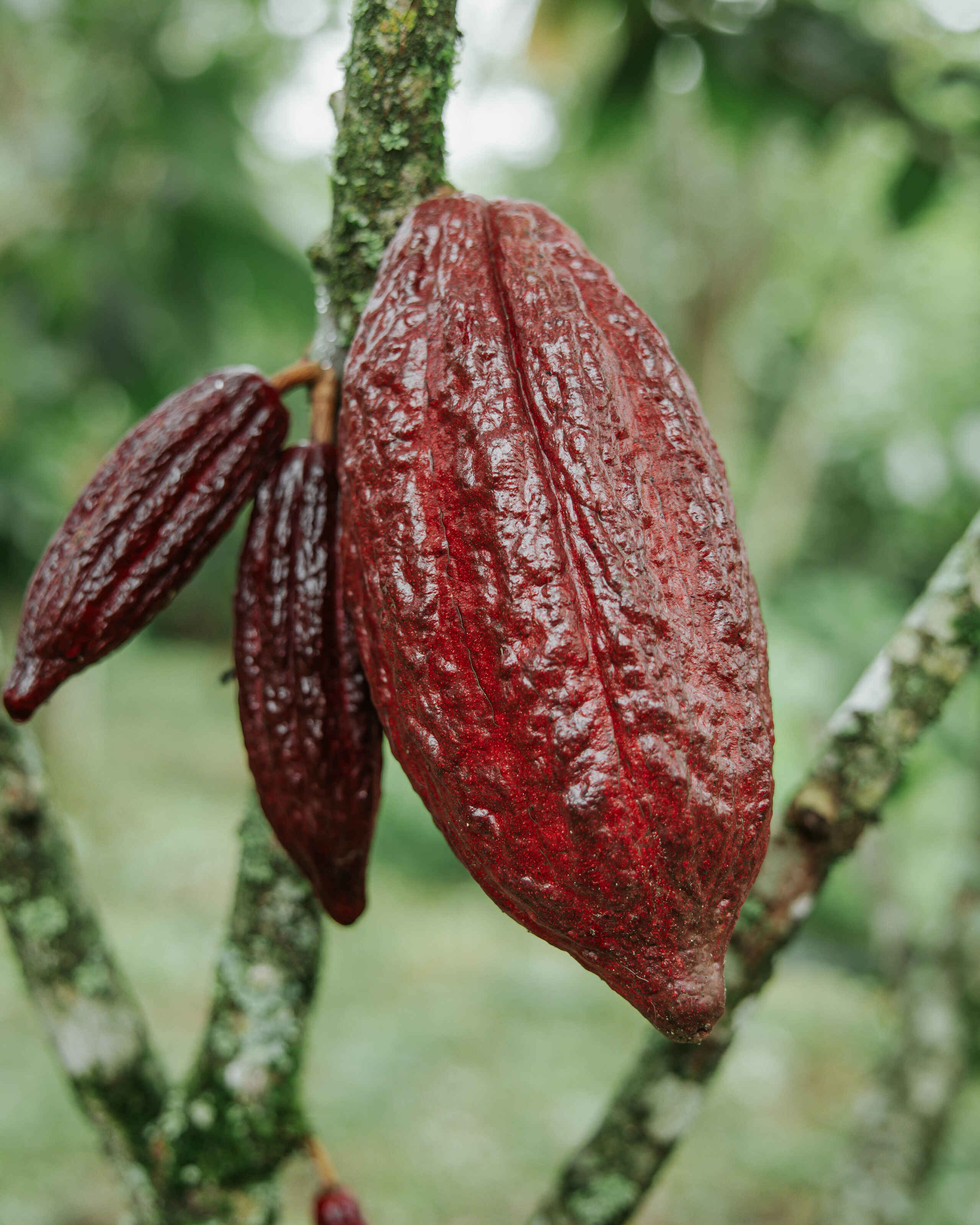 Ripe cacao pods growing on a tree branch covered in moss