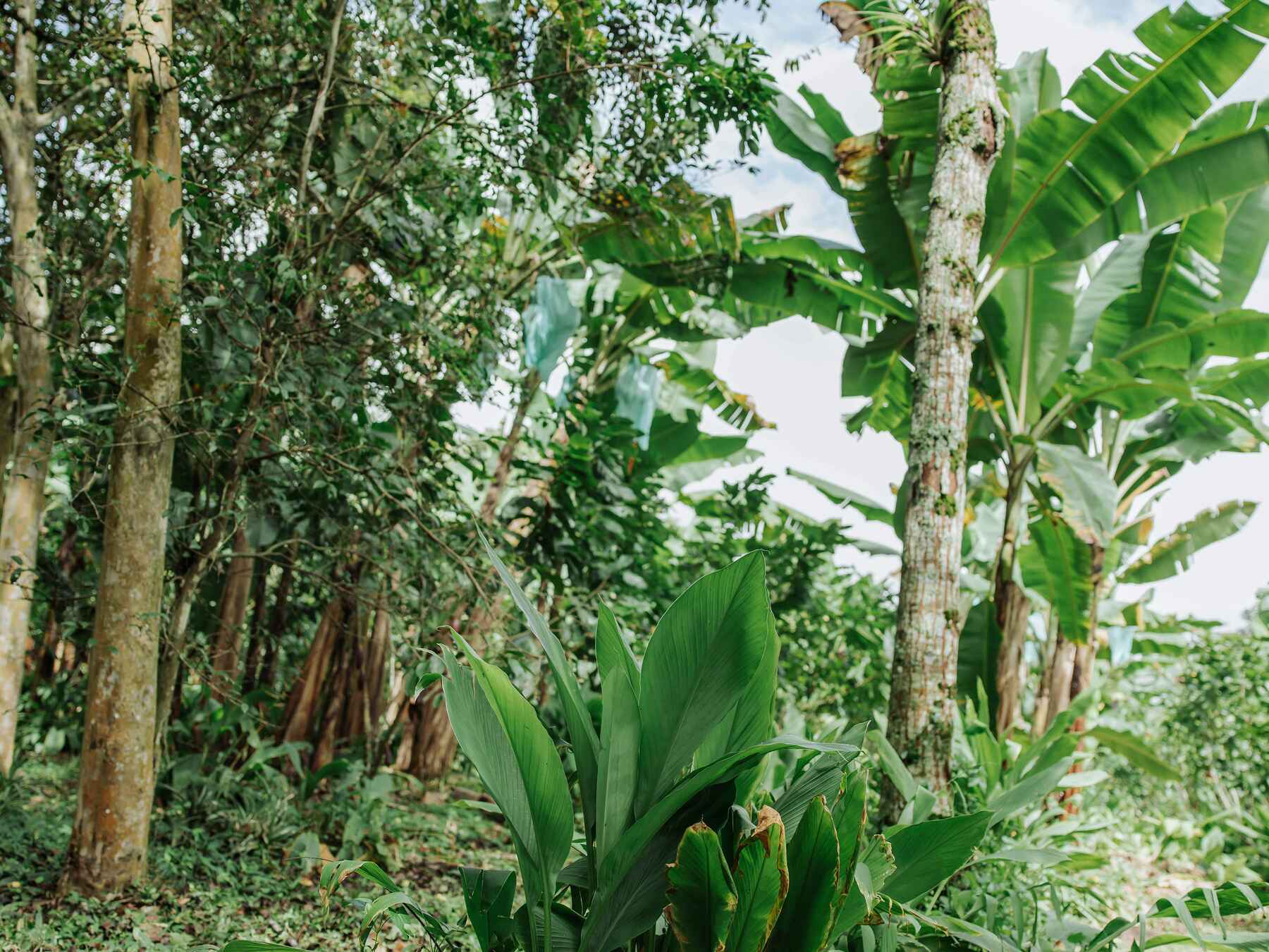 Young plantain plant growing in a tropical agroforestry system with shade trees and banana plants
