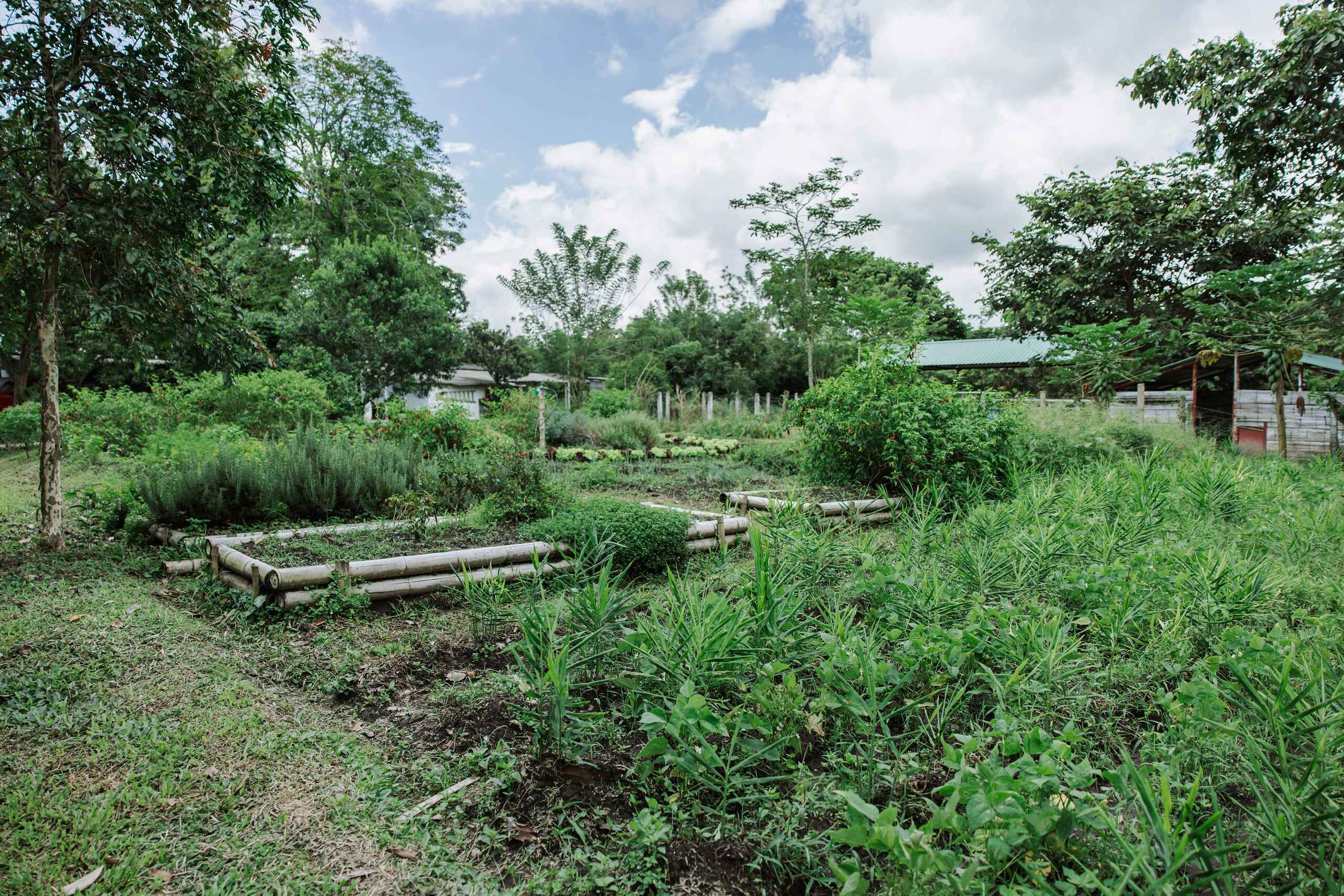 A lush tropical farm with young crop plants growing among fallen logs and surrounding vegetation