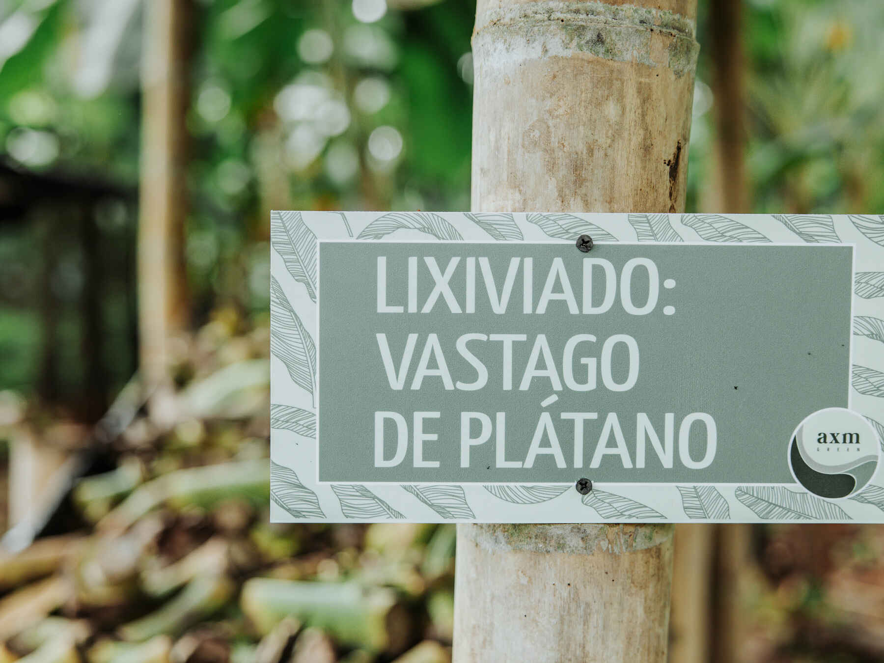 Plant identification sign for plantain tree (Lixiviado: Vastago de Pl&aacute;tano) attached to a wooden stake in a garden
