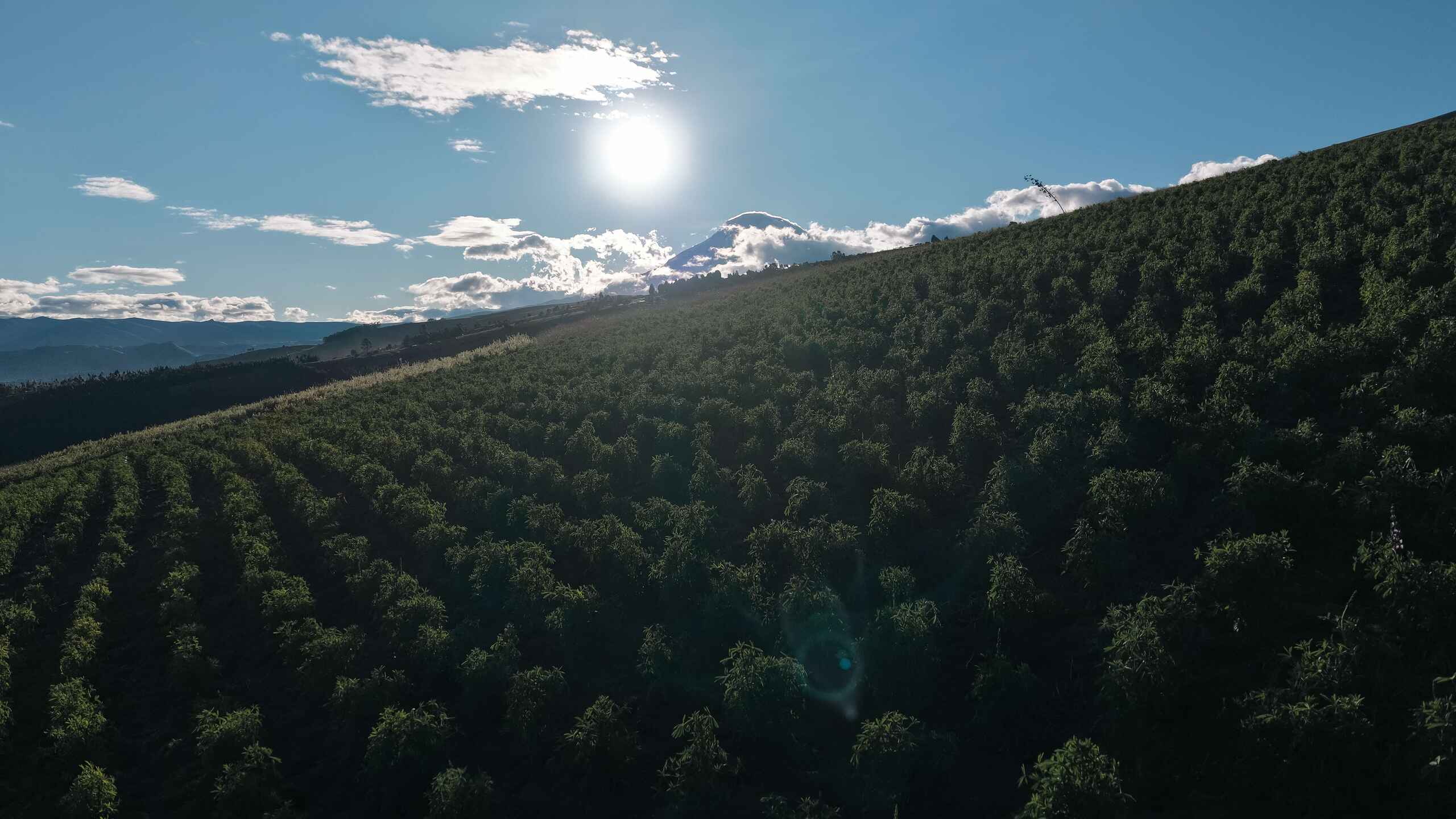 Aerial view of a lush forest covering rolling mountainous terrain under a bright sun and blue sky