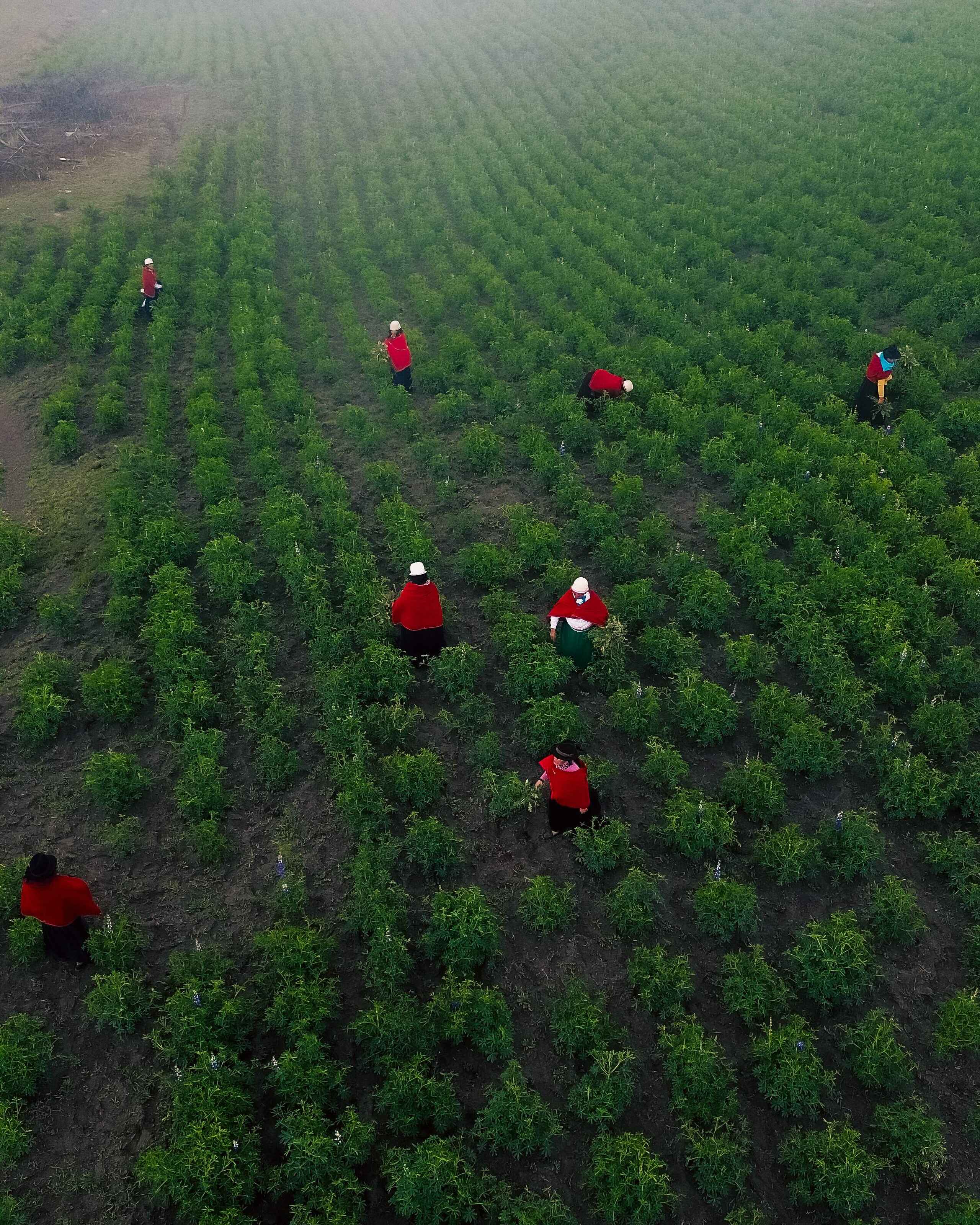 Agricultores ind&iacute;genas trabajando en un campo verde de vegetales en los Andes ecuatorianos