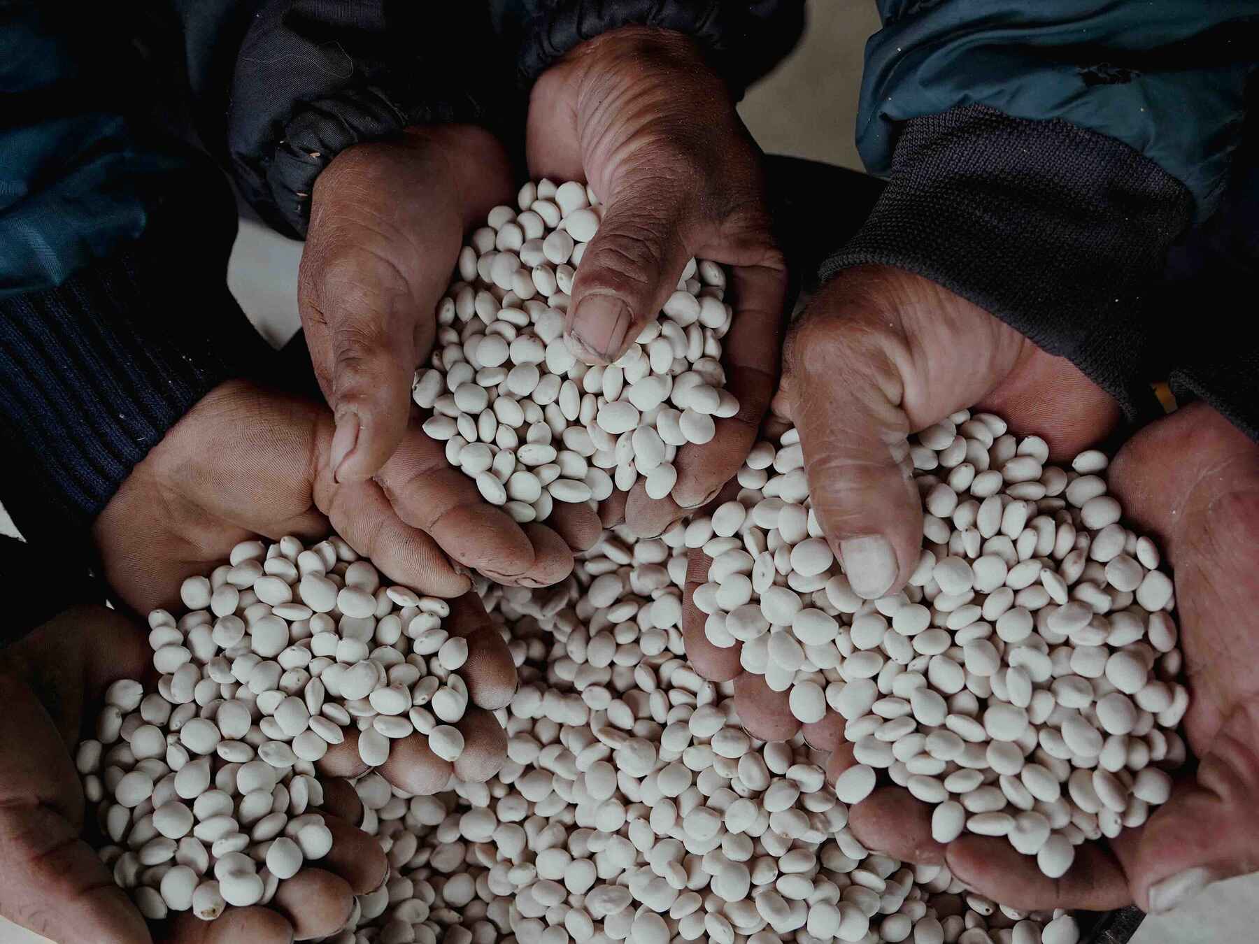 Farmer's hands holding white legume seeds over a bowl during harvest in the Ecuadorian Andes