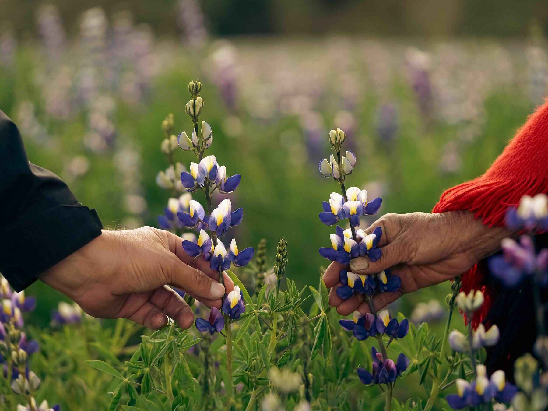Two people harvesting blue and white lupine flowers from a field in the Ecuadorian Andes