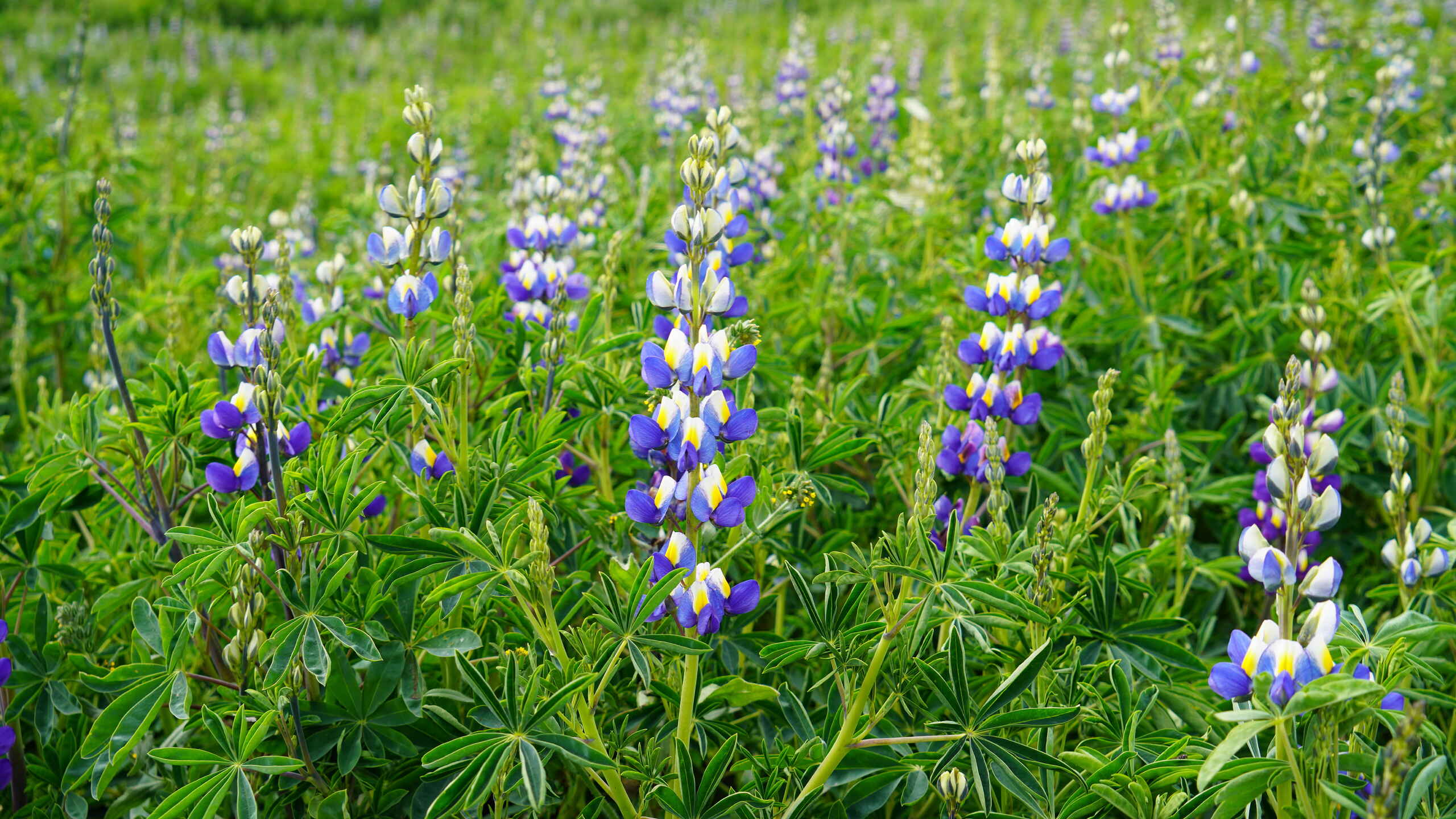 Campo de flores de lupino floreciendo en los Andes ecuatorianos