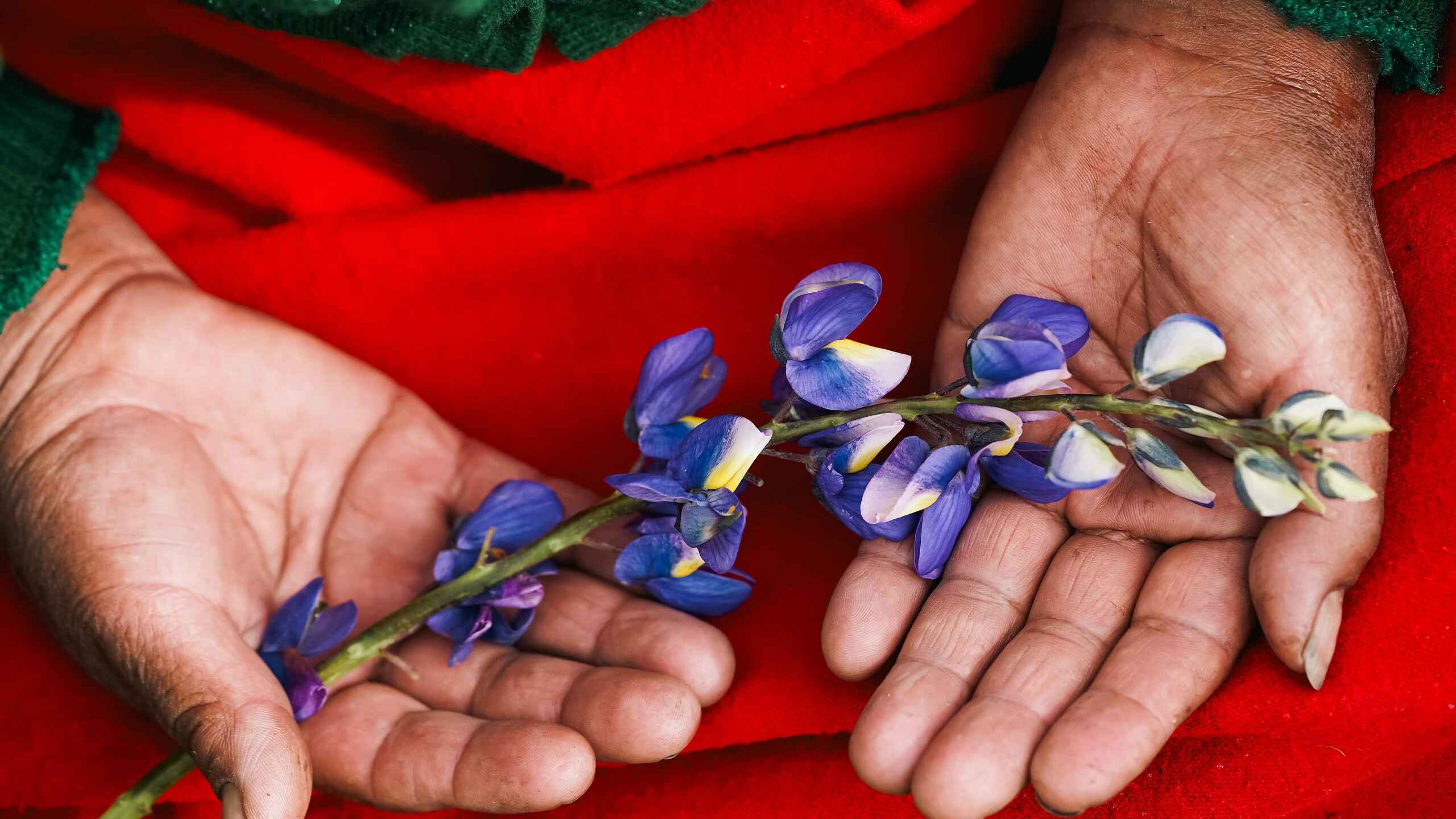 Two hands holding a delicate blue lupine flower stem against a red fabric background