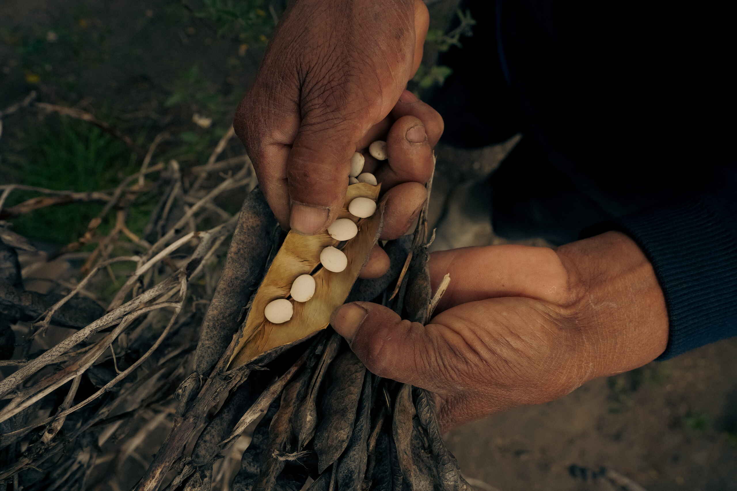 Manos de un agricultor cosechando frijoles secos de una vaina abierta