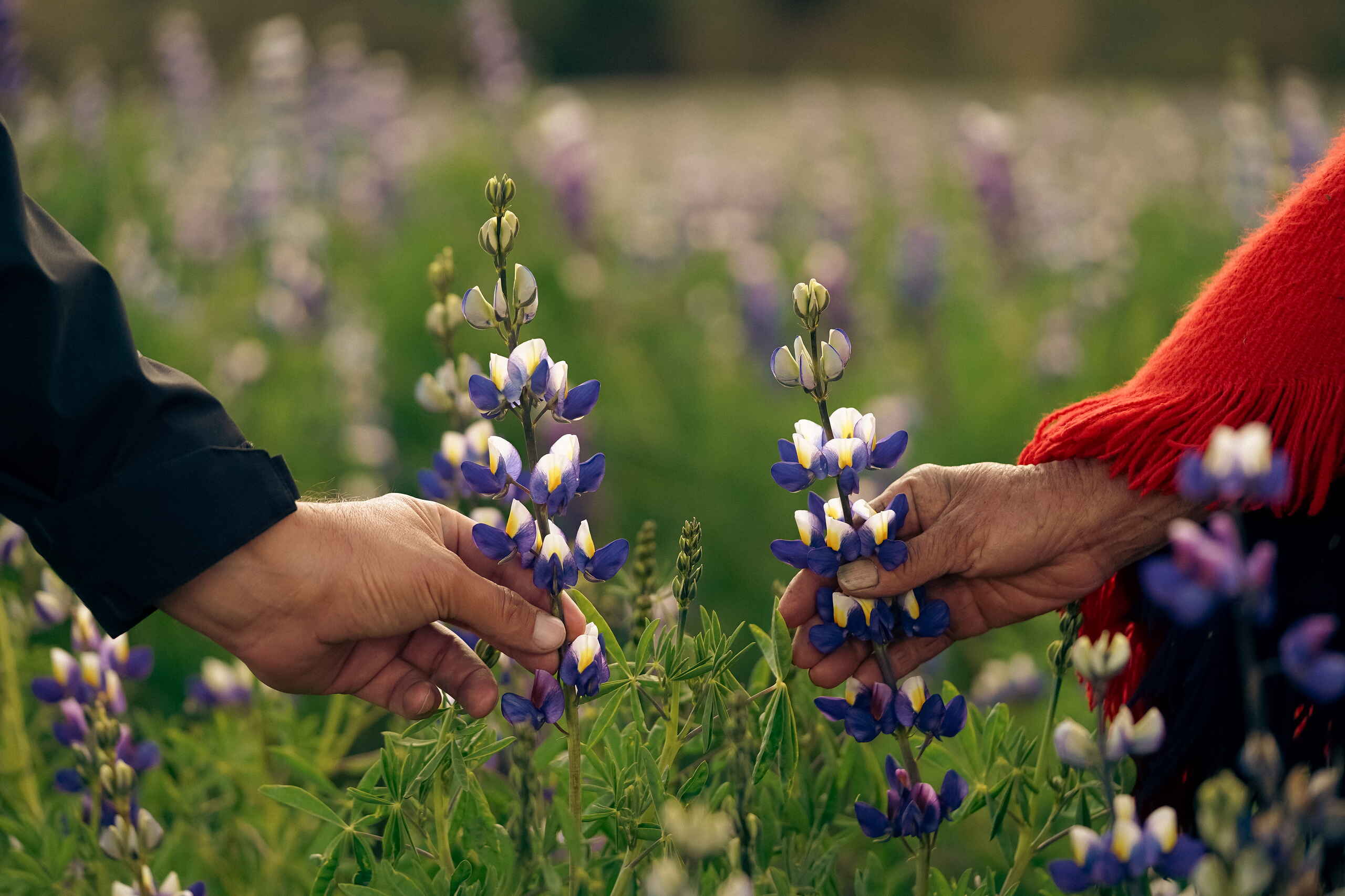 Dos personas cosechando flores de lupino azul y blanco en un campo de la sierra ecuatoriana