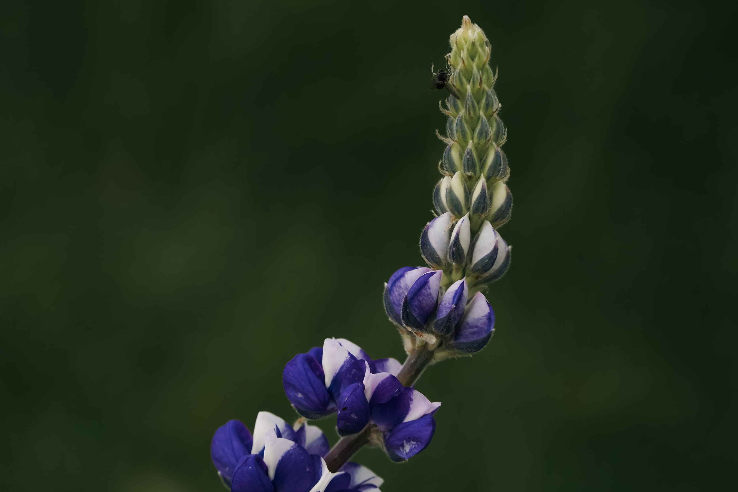 Espiga de flor de altramuz con flores azul profundo y blancas progresando a botones sin abrir en la parte superior