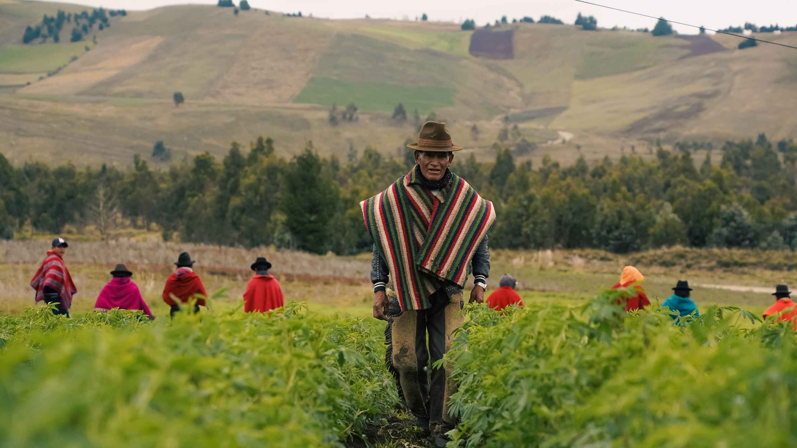 Farmer in traditional striped poncho and hat walking through a vegetable field with agricultural workers harvesting crops in the Ecuadorian highlands