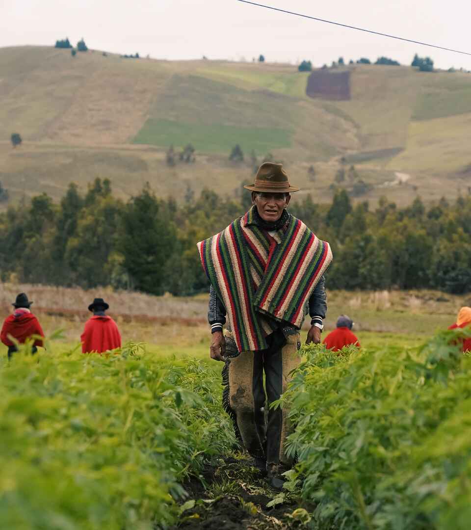 Agricultor con poncho rayado tradicional y sombrero caminando por un campo de vegetales mientras trabajadores cosechan en las tierras altas ecuatorianas