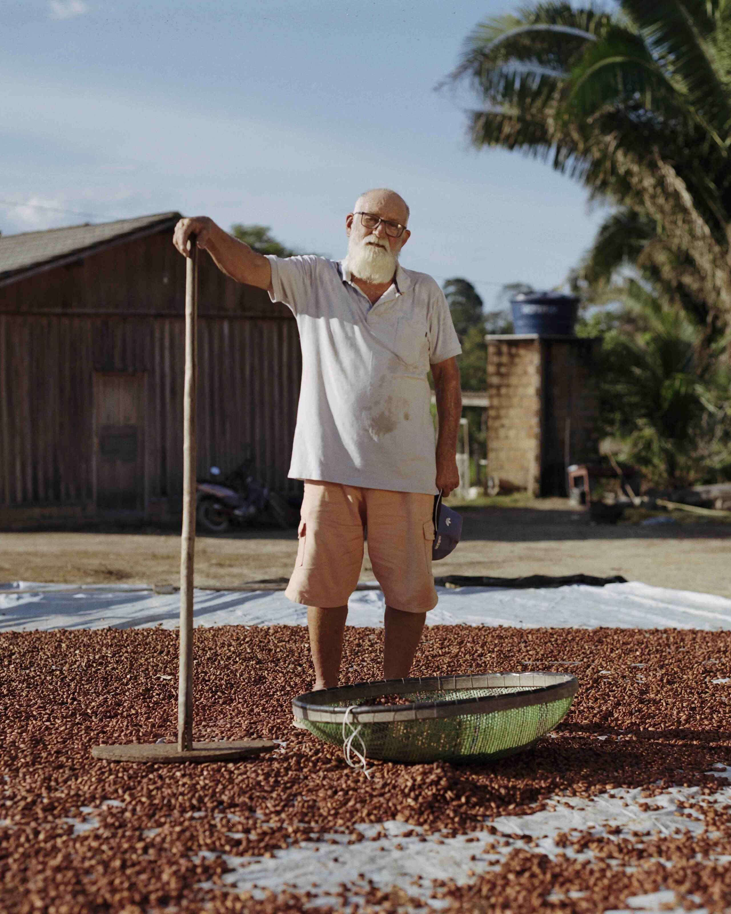 Farmer drying cacao beans on the ground with a rake at his property in Brazil