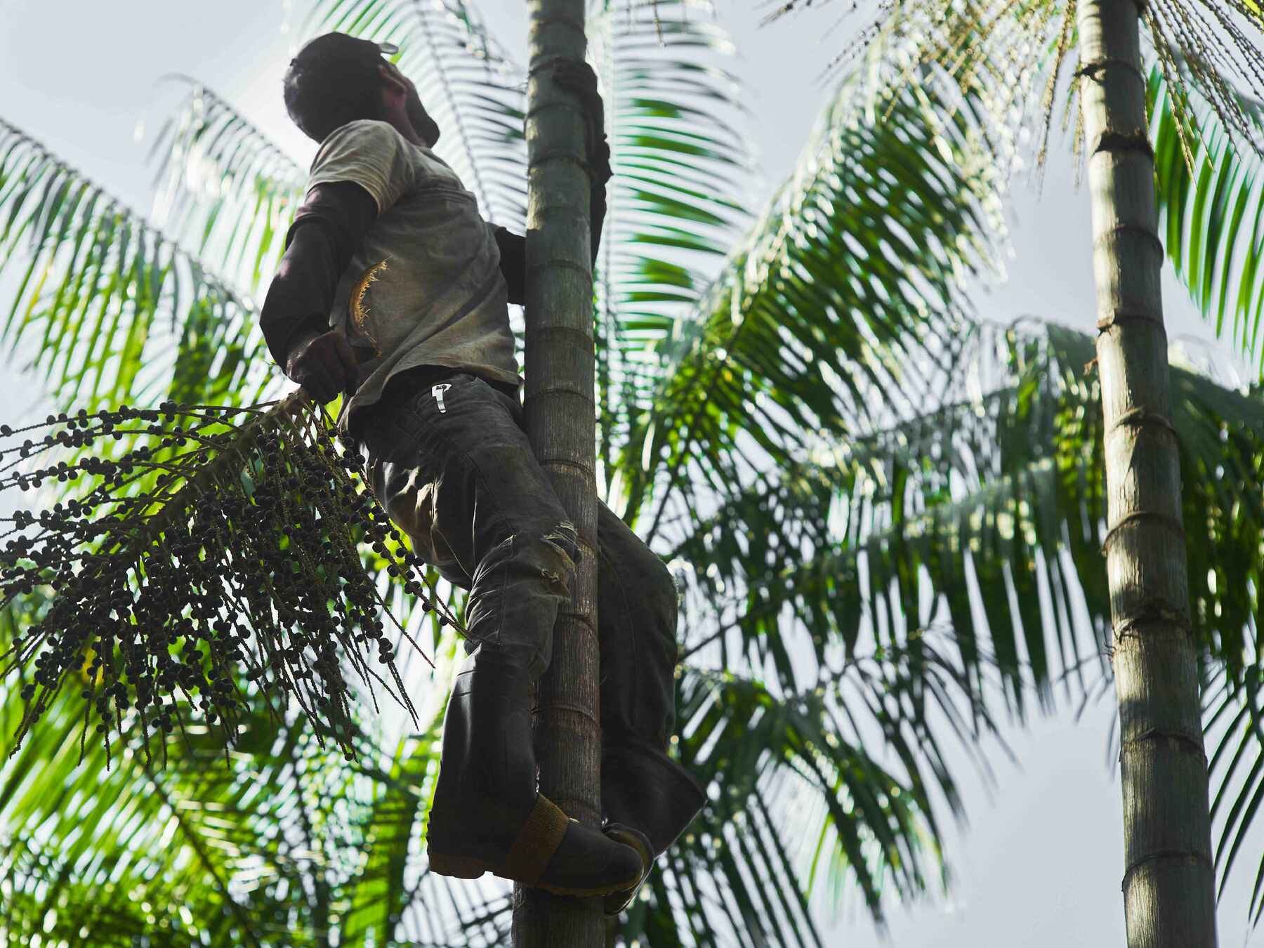 Worker climbing a palm tree to harvest coconut leaves in Brazil