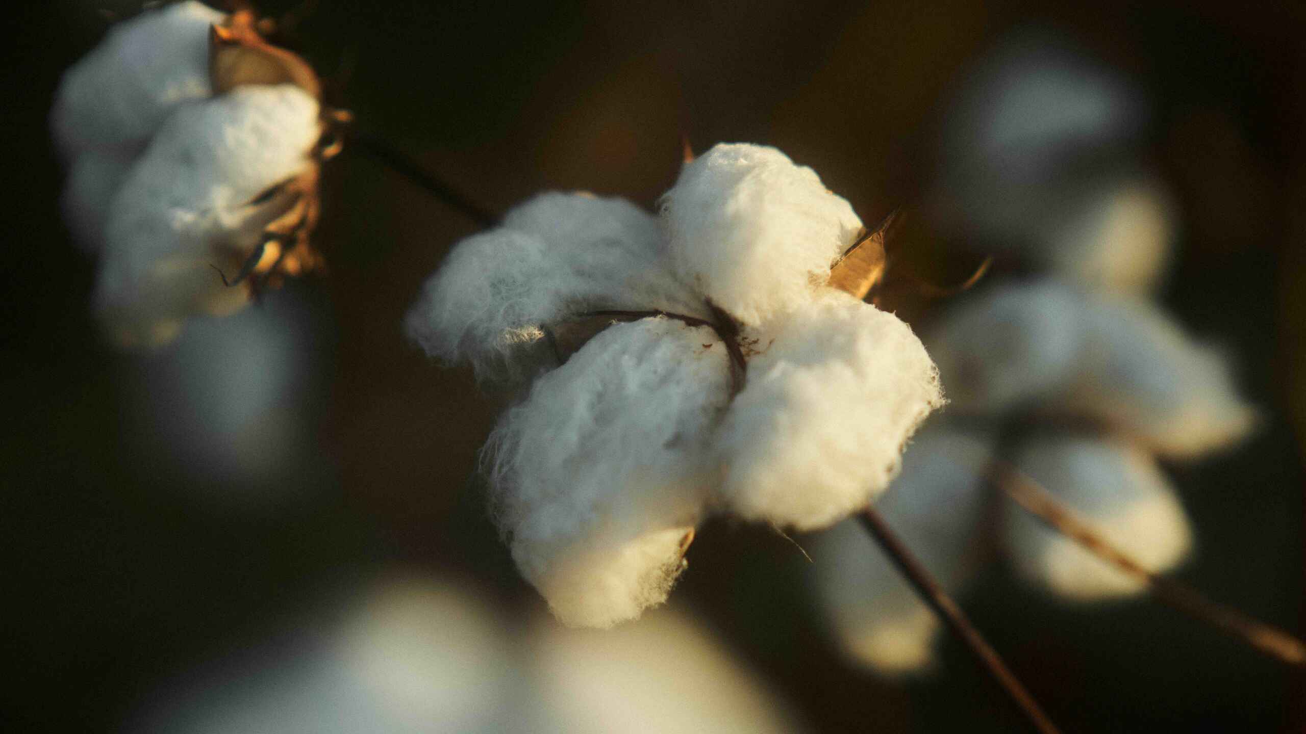 Mature cotton bolls ready for harvest in a field