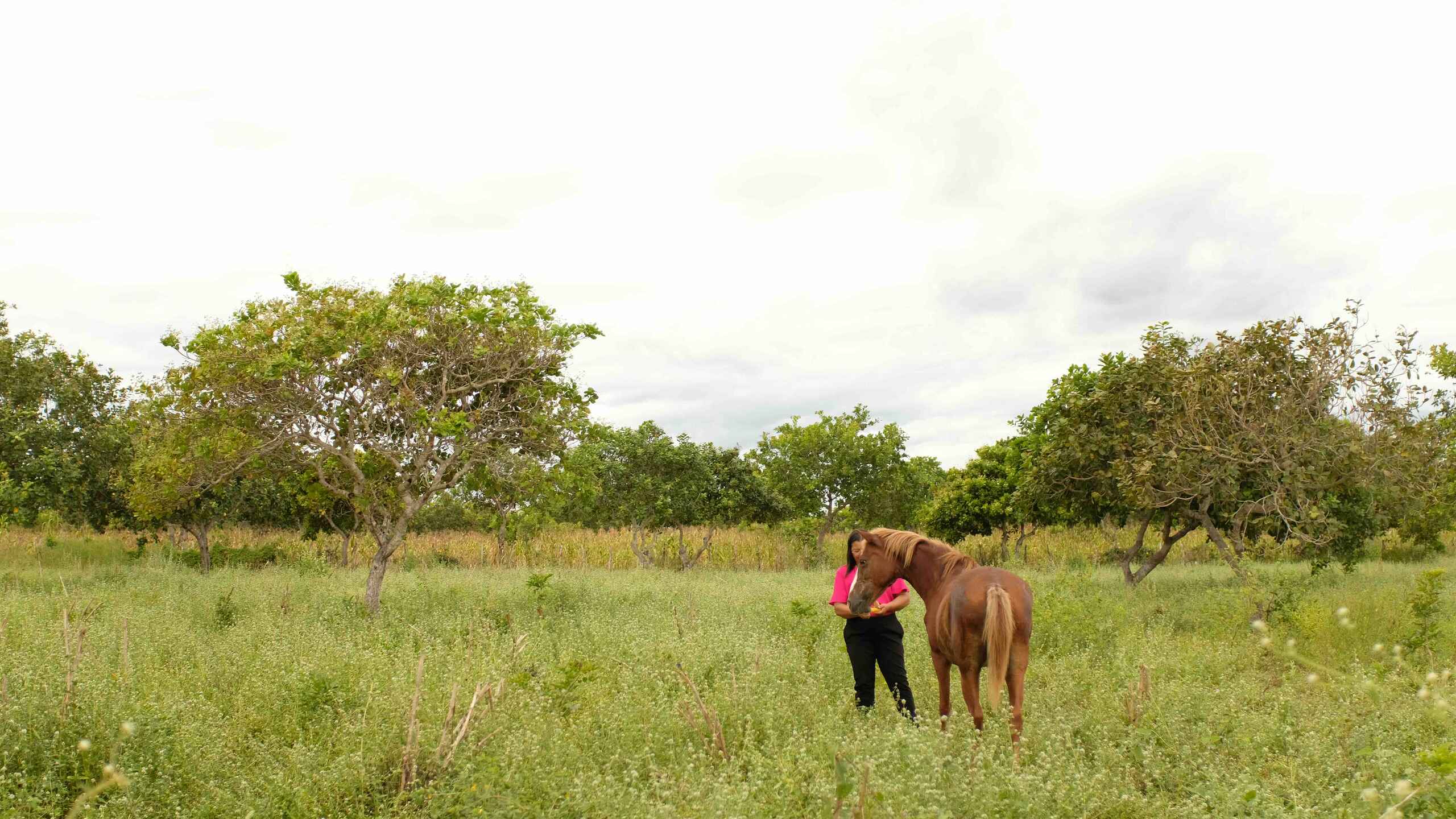 Woman in pink shirt examining a brown horse in a grassy pasture with scattered trees