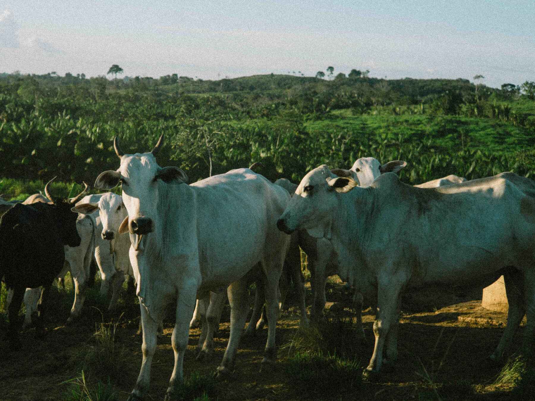 White cattle graze in a pasture with tropical forest and agricultural crops in the background in Brazil