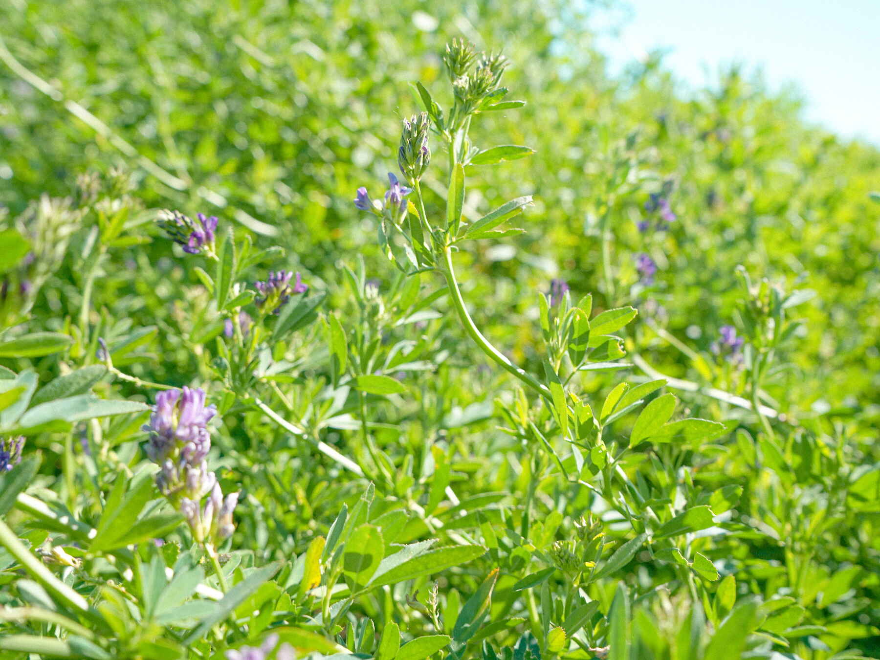 Alfalfa field in bloom with purple flowers and green foliage under clear sky