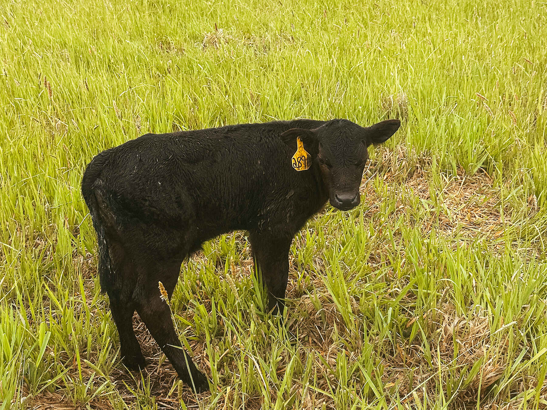 Black calf with yellow ear tag standing in green cereal crop field