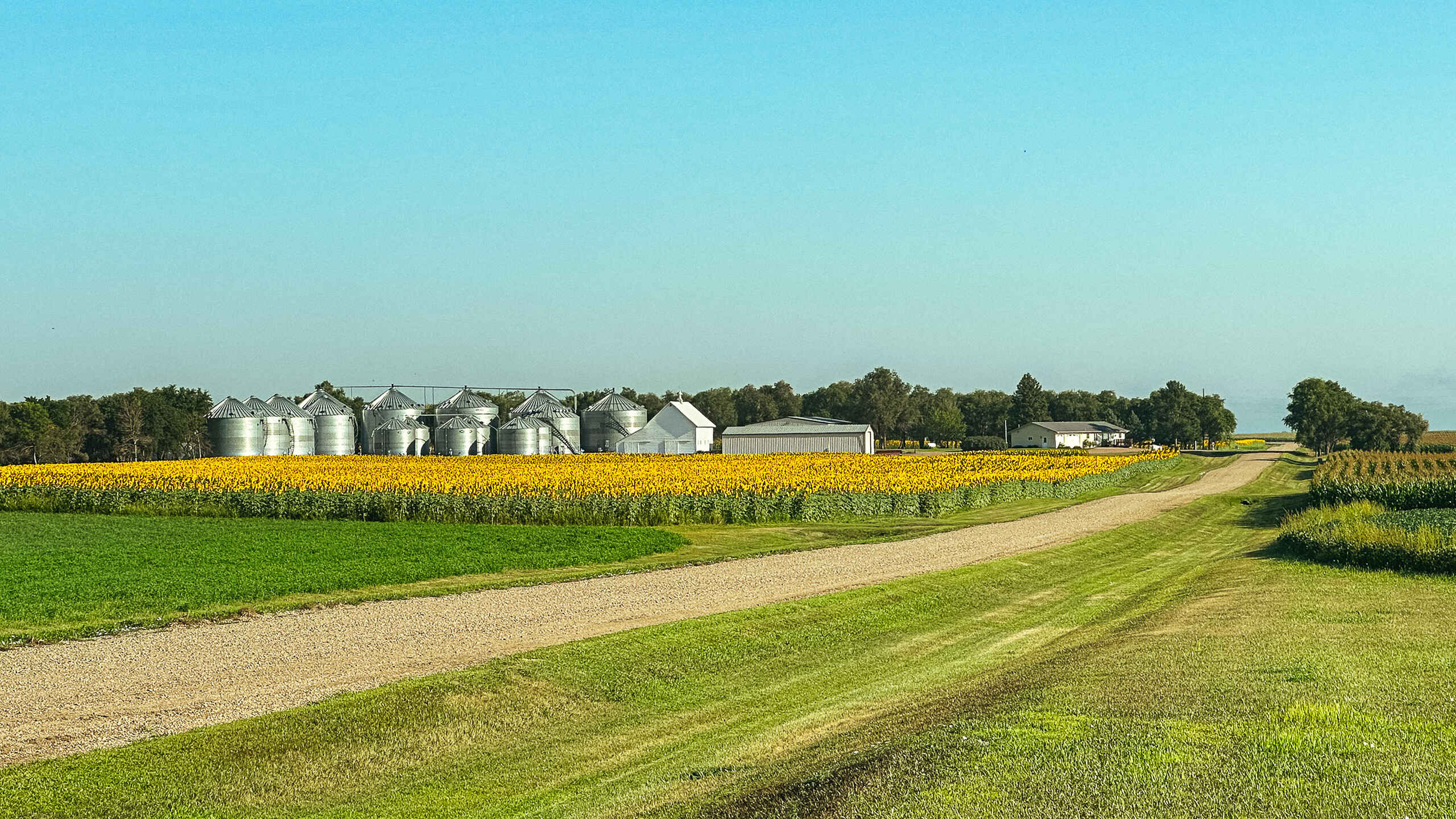 Dirt road leading to a farm with silver grain silos, white buildings, and surrounding fields of corn and soybeans under clear sky