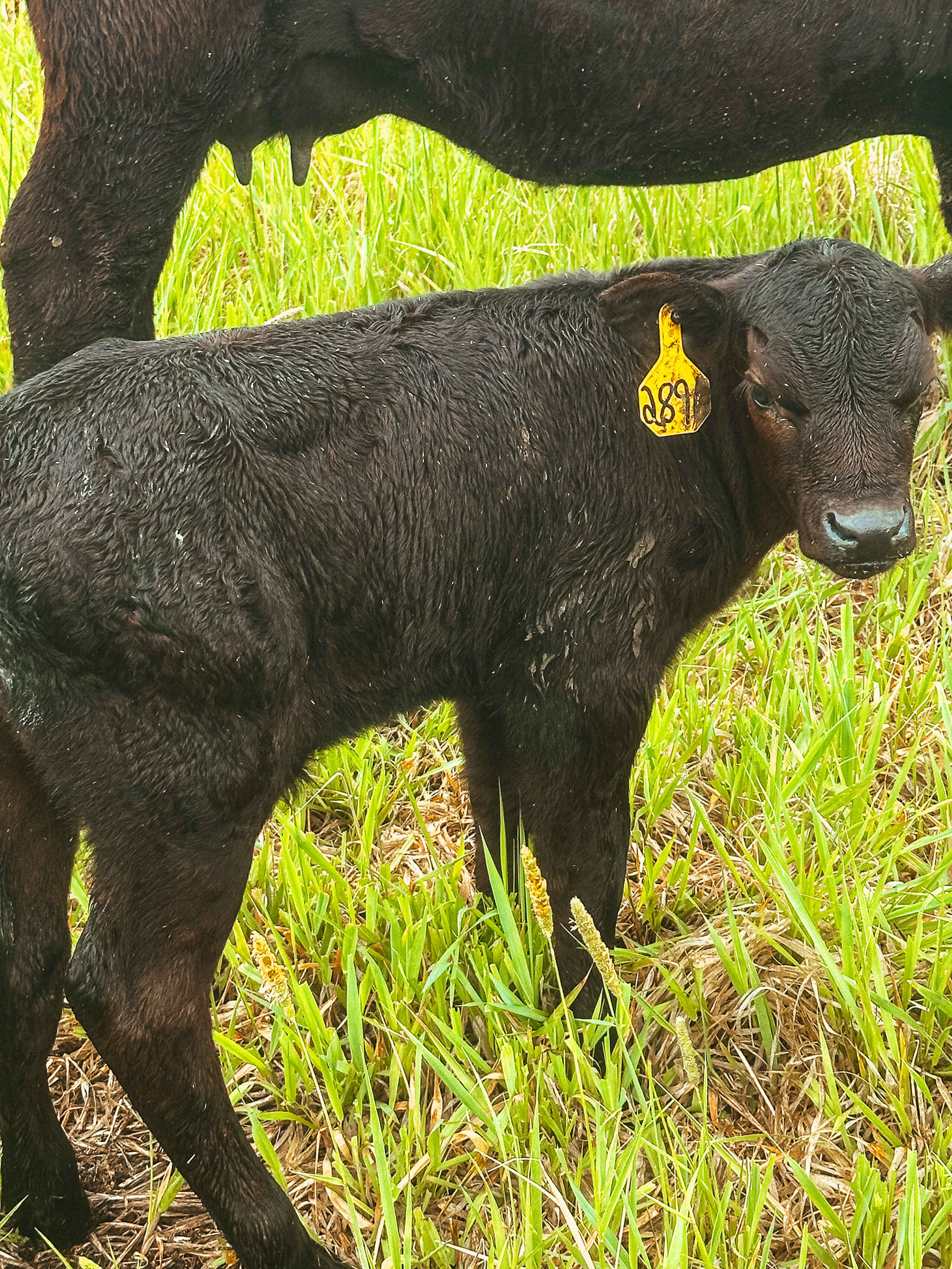 Black calf with yellow ear tag standing in pasture