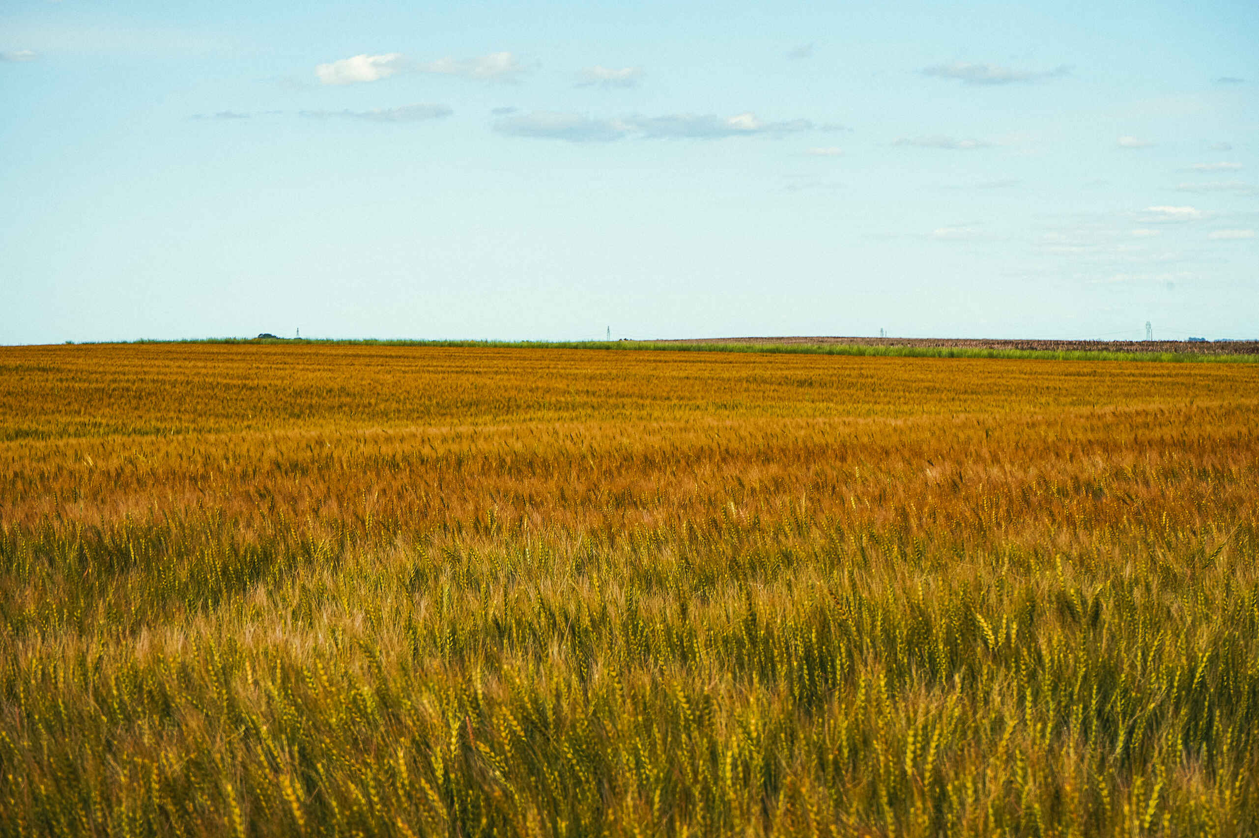 Mature grain field stretching to the horizon under a clear sky