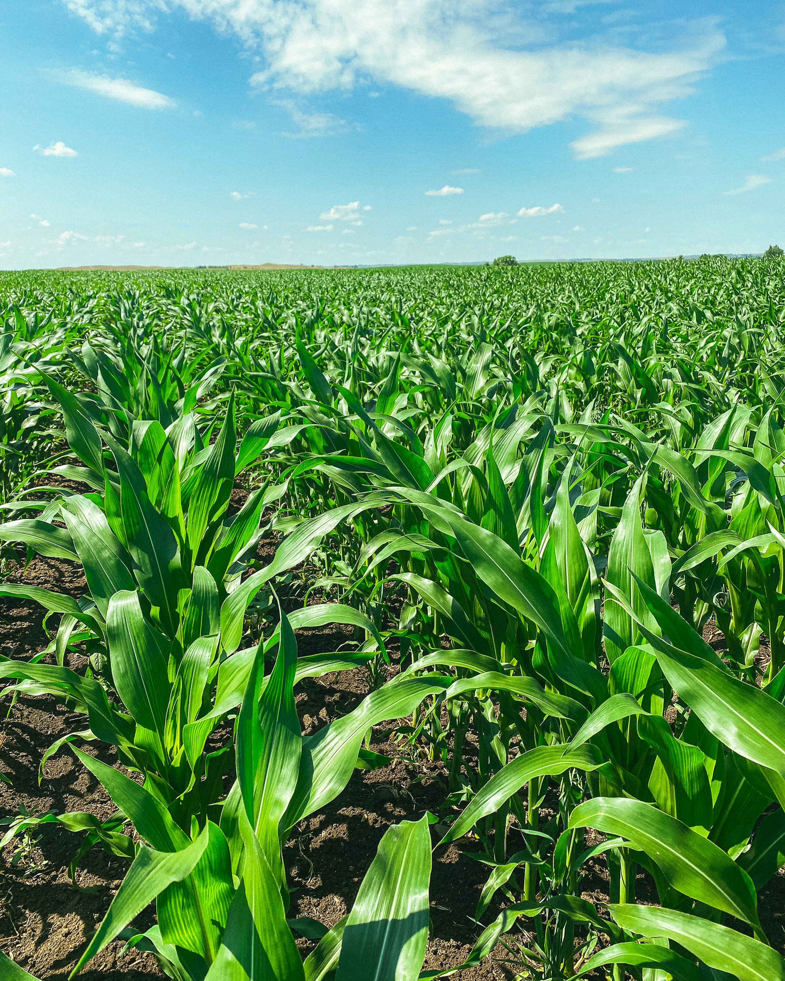Mid-growth corn plants in a healthy field under clear summer sky