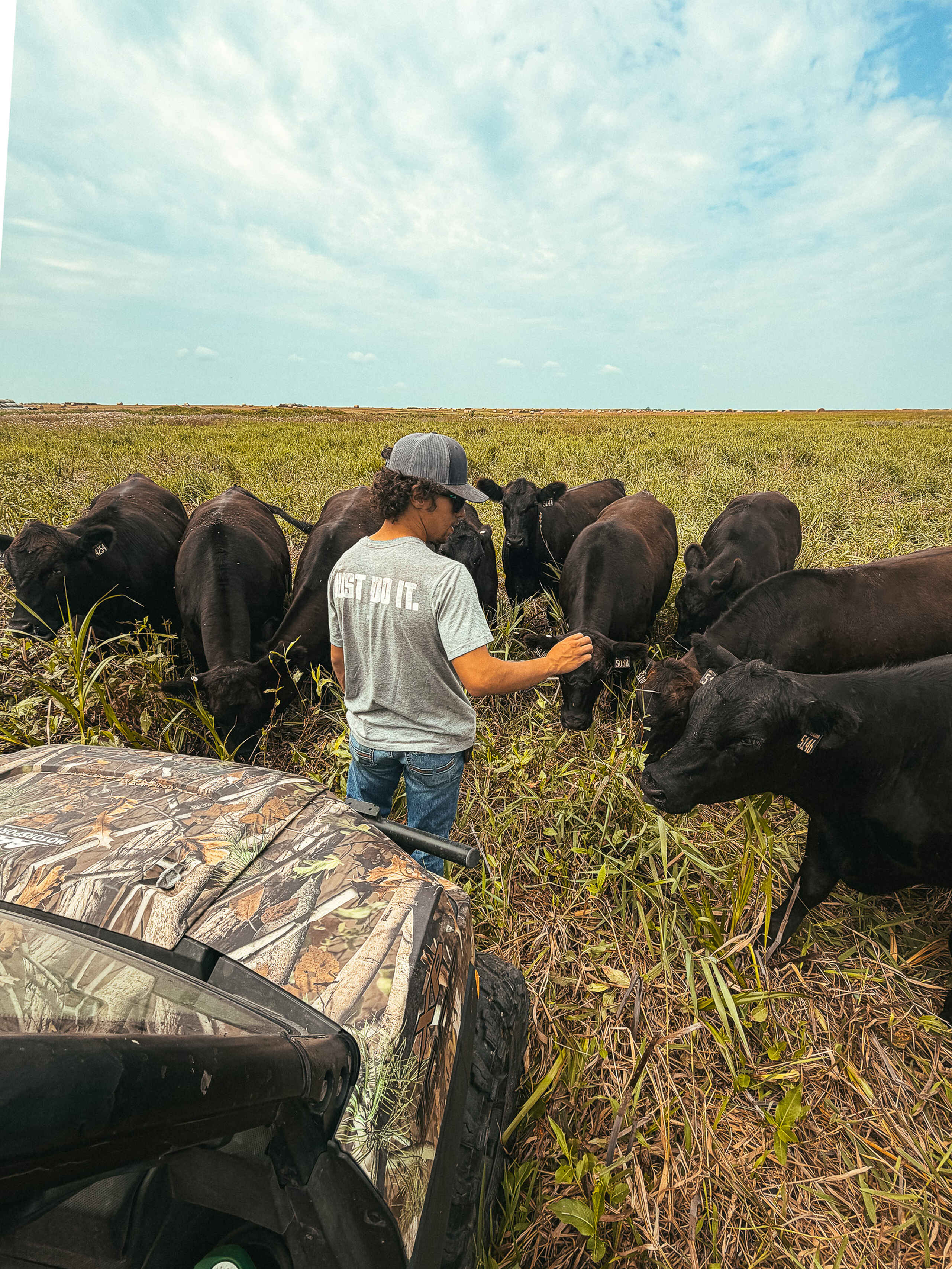 Farmer feeding a herd of black cattle in a pasture