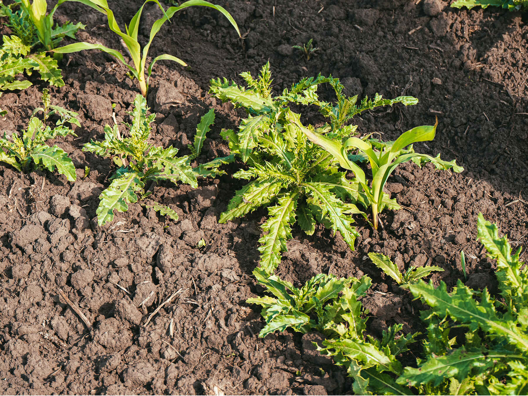 Young vegetable seedlings growing in dark, crumbly garden soil