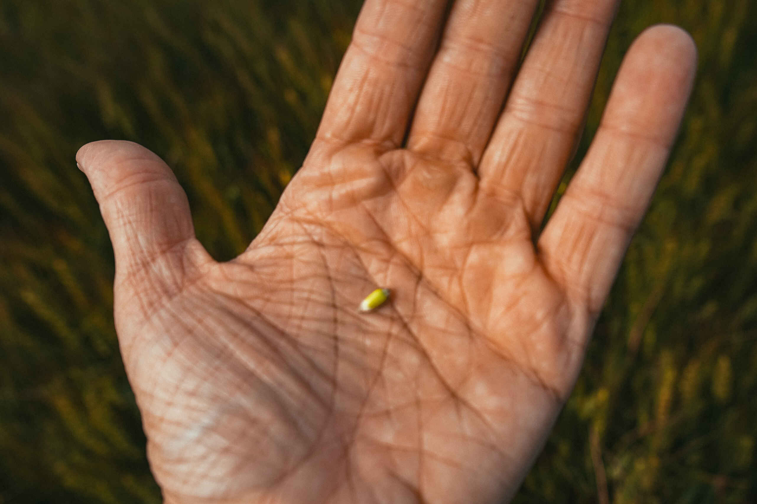 Farmer holding a single seed in their open palm