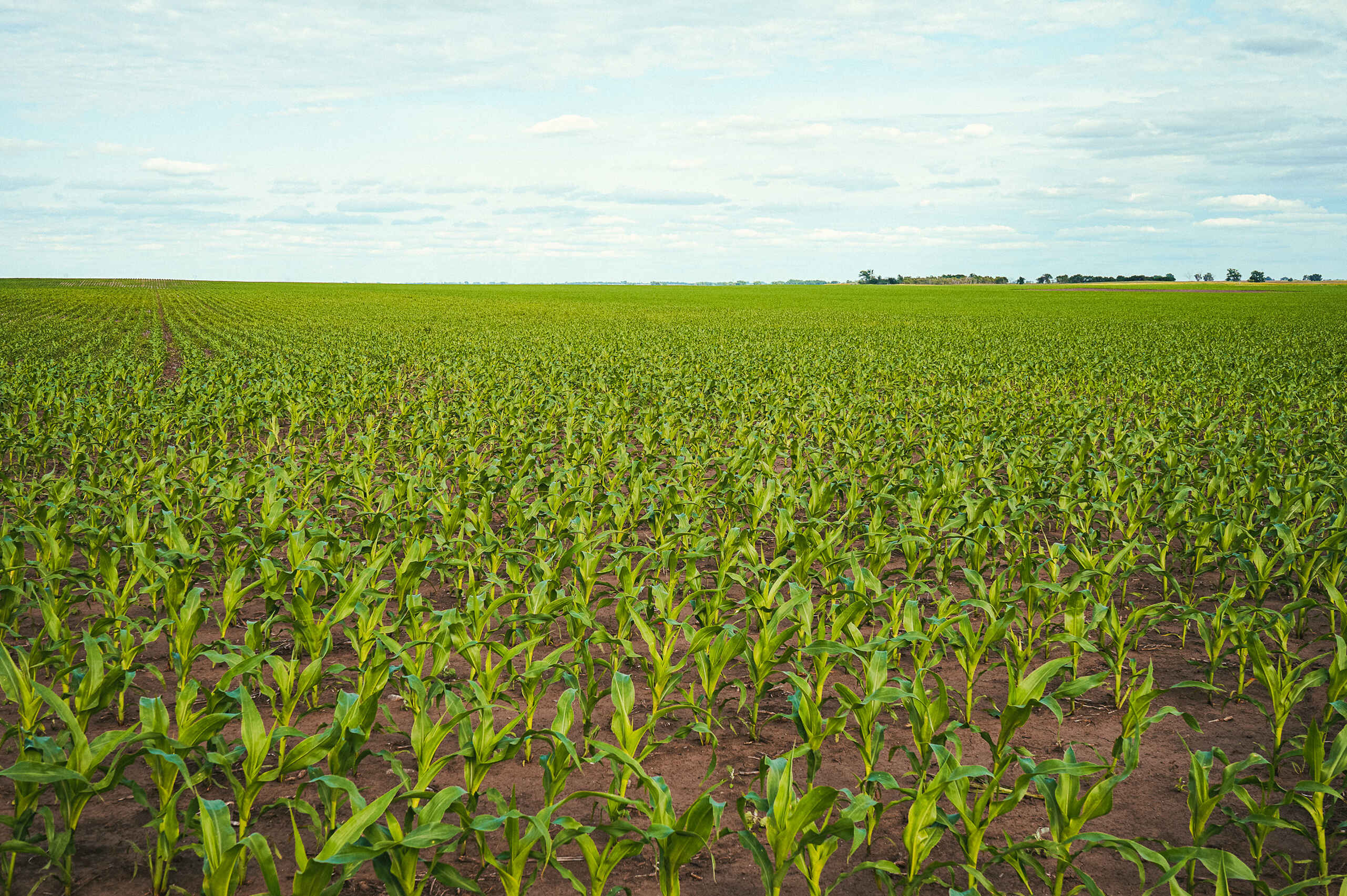 Young corn plants growing in organized rows across a large agricultural field