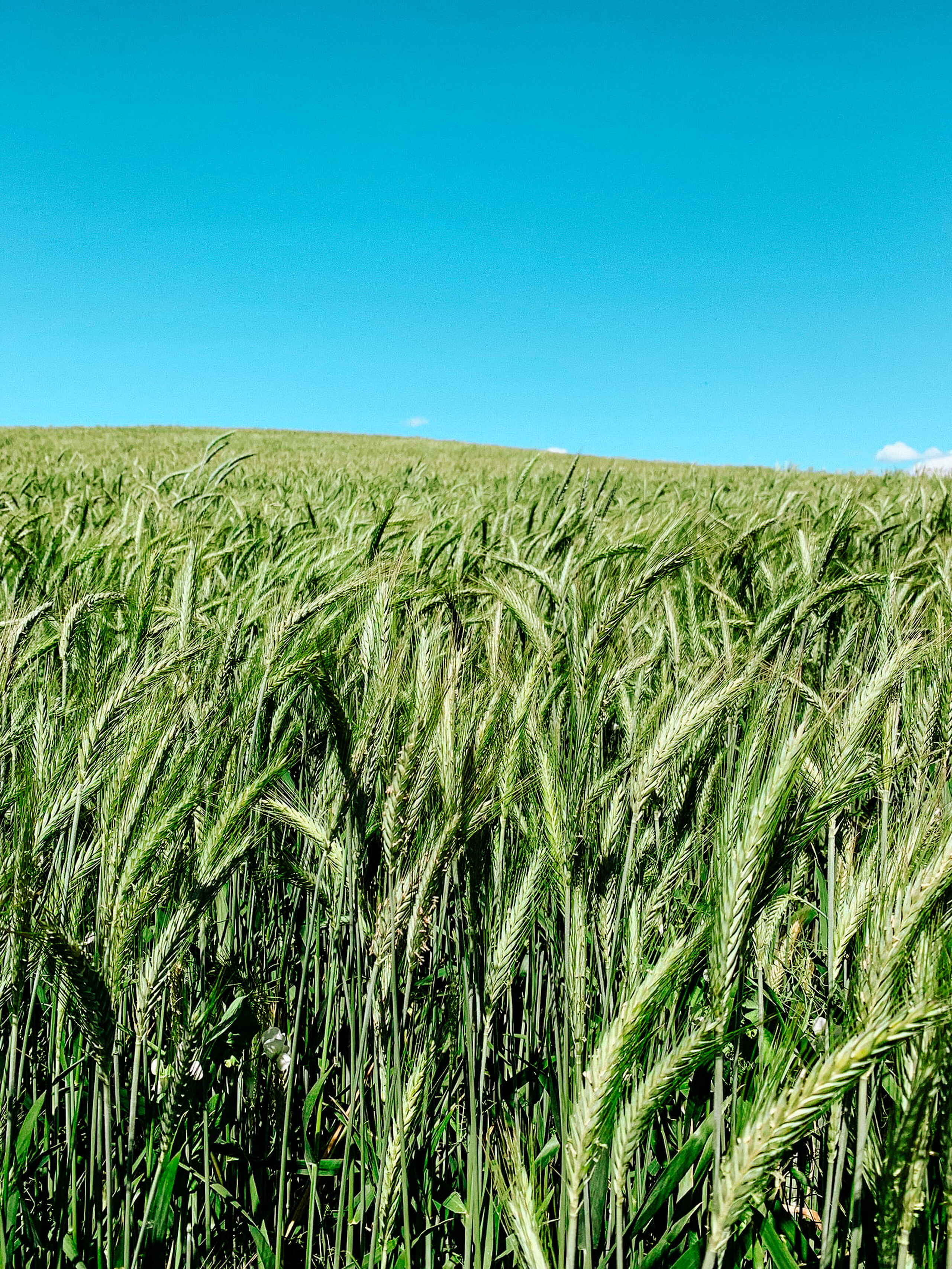A mature barley field with tall green grain heads bending in the wind under clear blue sky