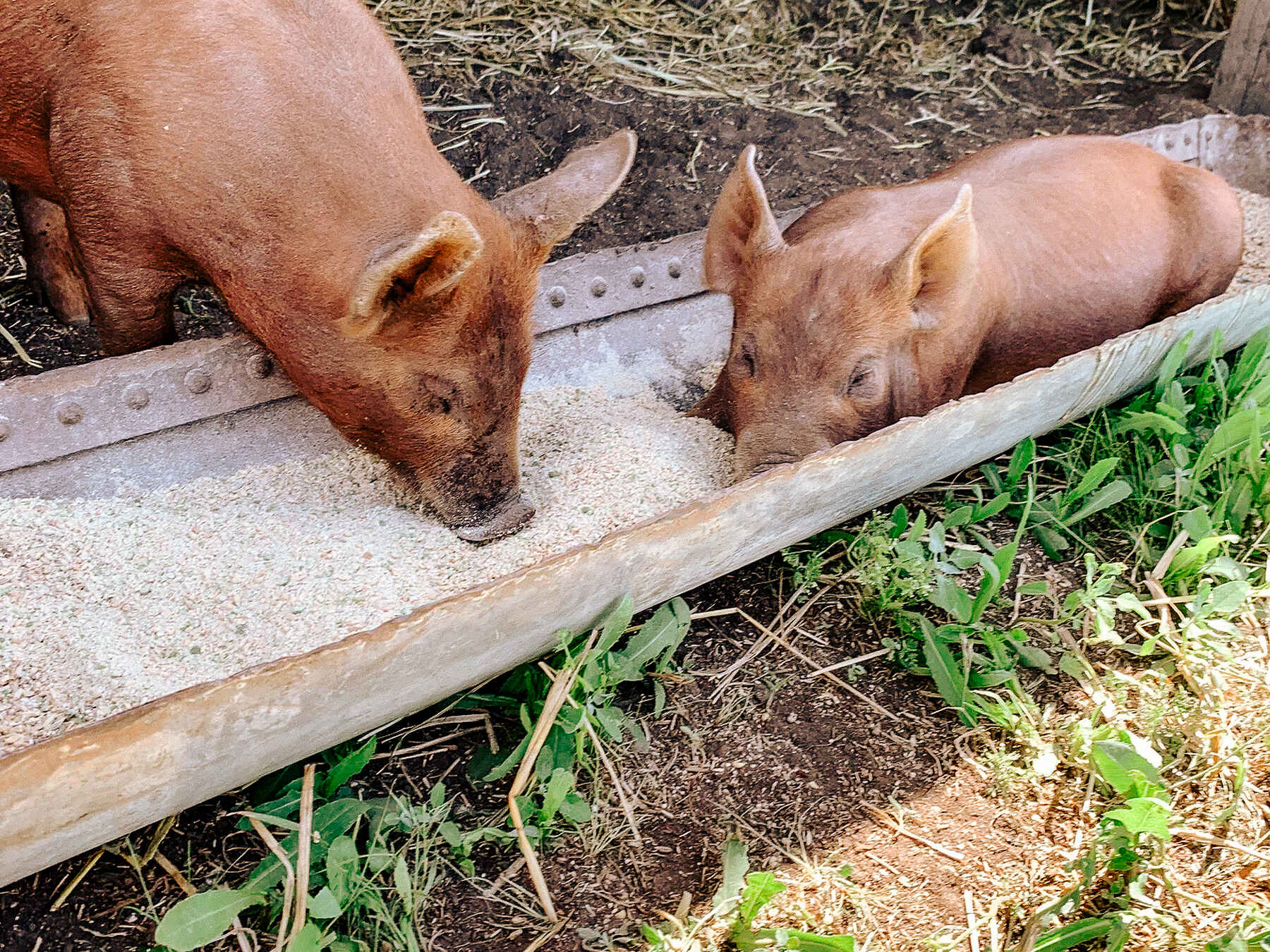 Two pigs eating from a concrete trough on a farm