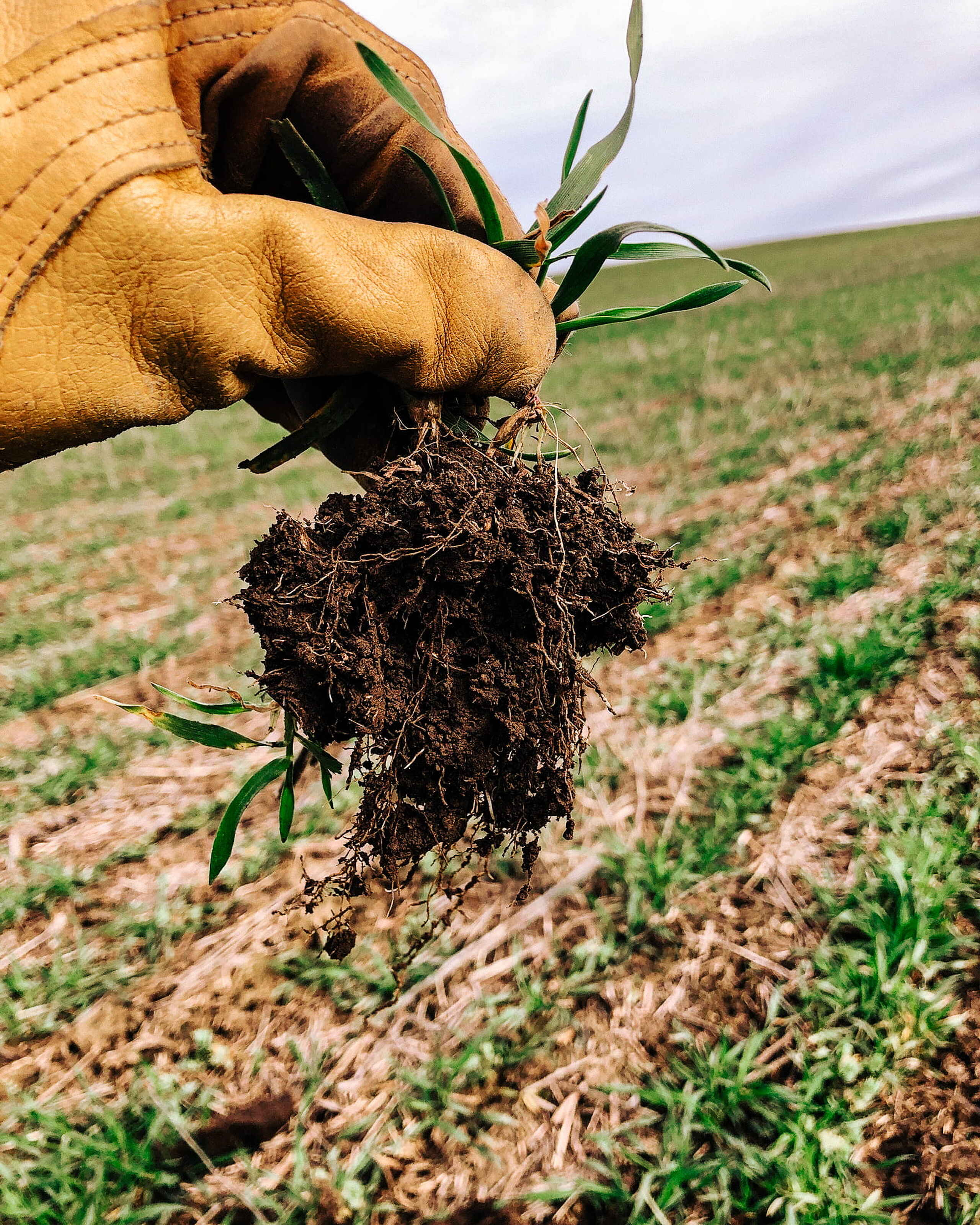 Farmer in work gloves holding a young plant with soil and roots exposed, demonstrating healthy soil in an agricultural field