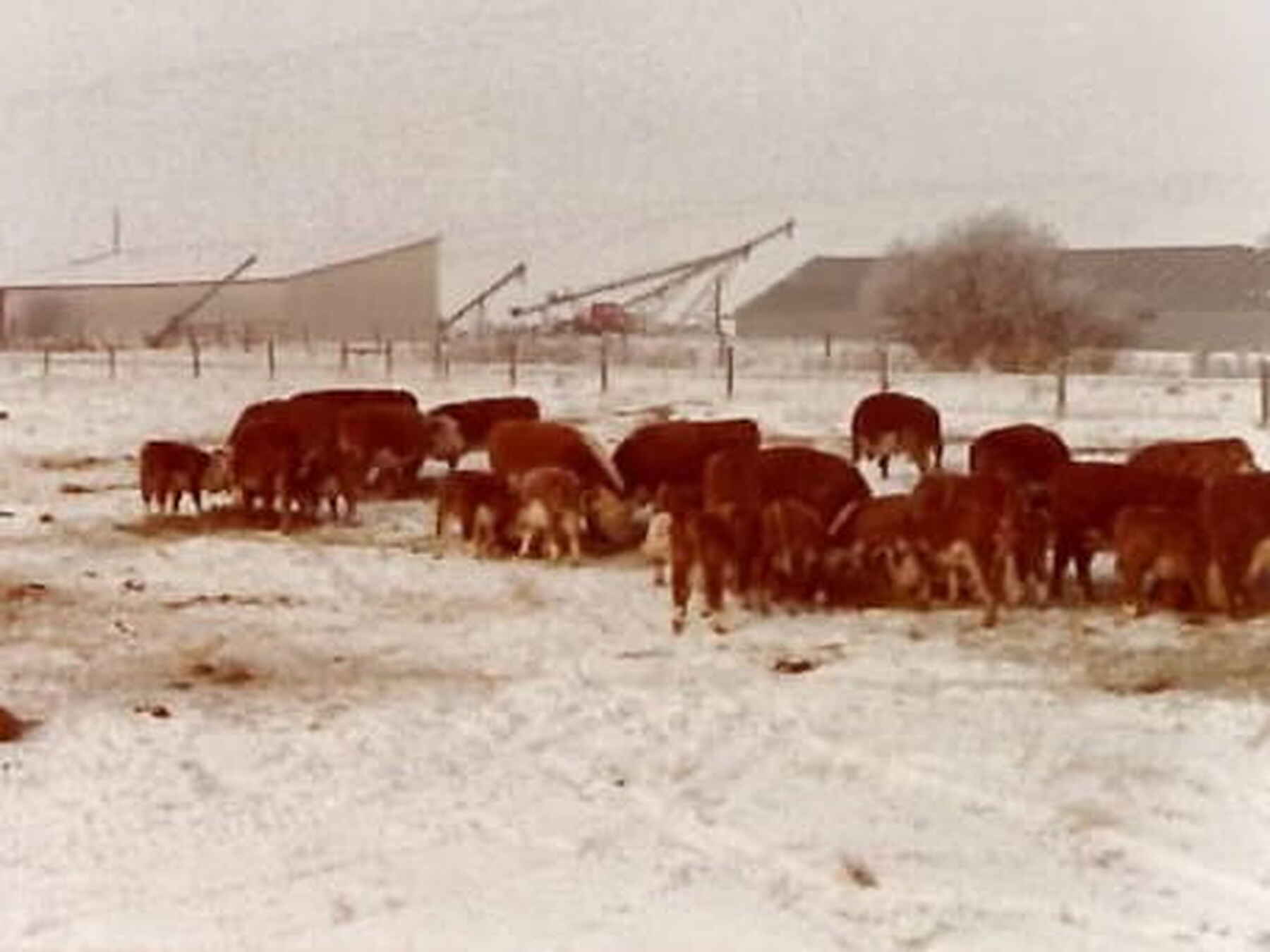 Herd of Hereford cattle grazing in snowy pasture with farm buildings in background