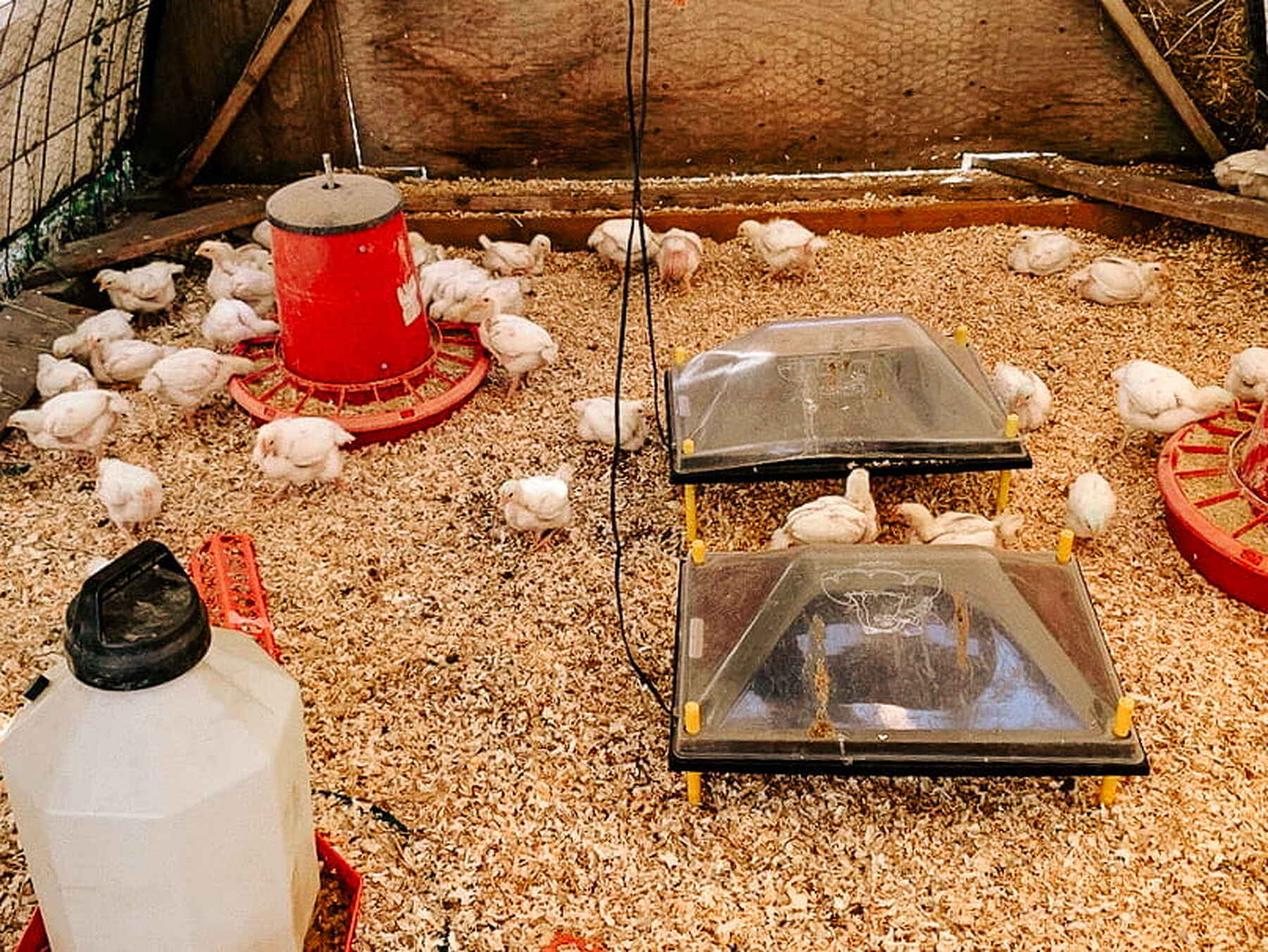 Young chickens in a poultry house with red feeders and water dispensers on wood shavings bedding