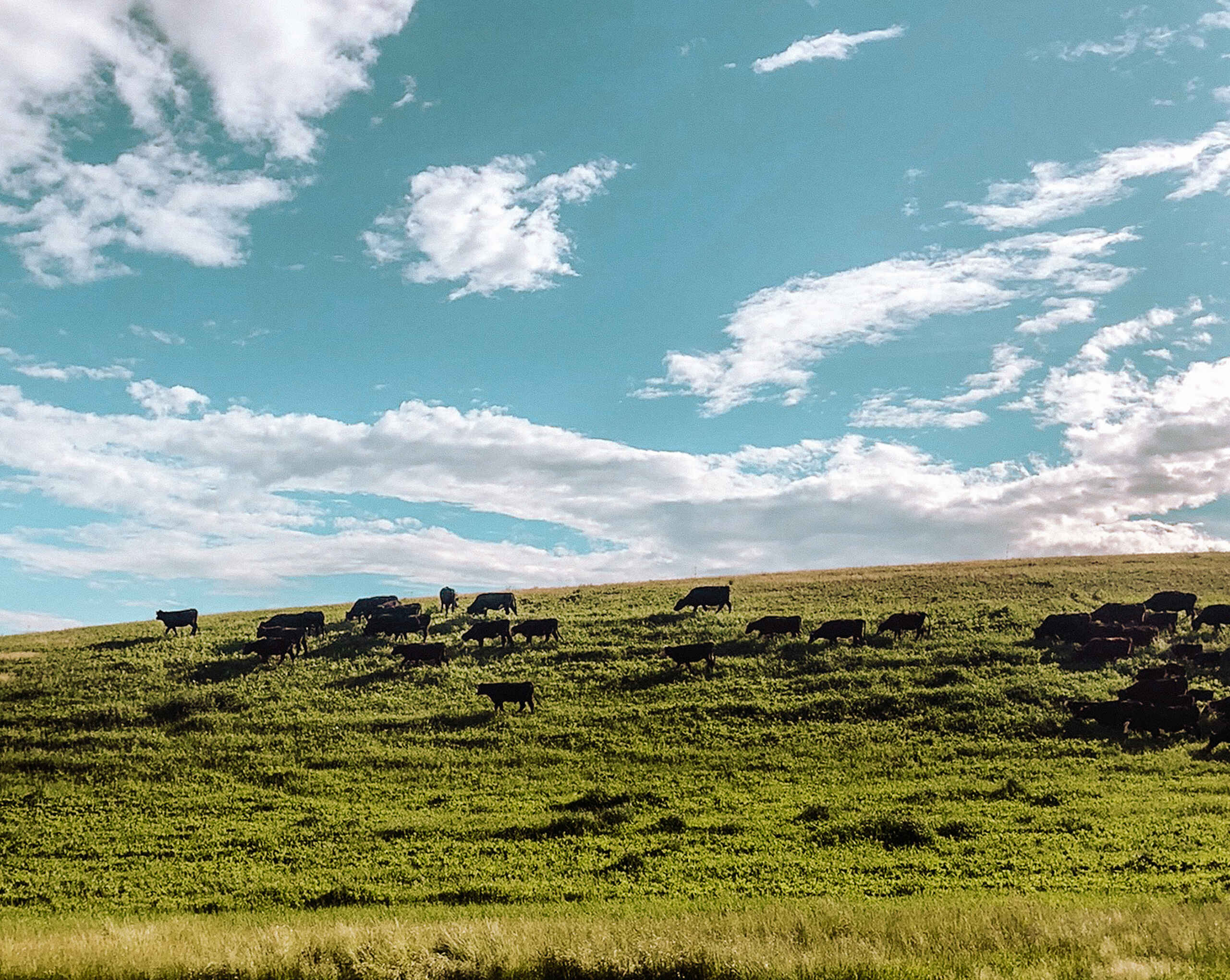 Cattle grazing across rolling green pastureland under a bright blue sky with scattered white clouds