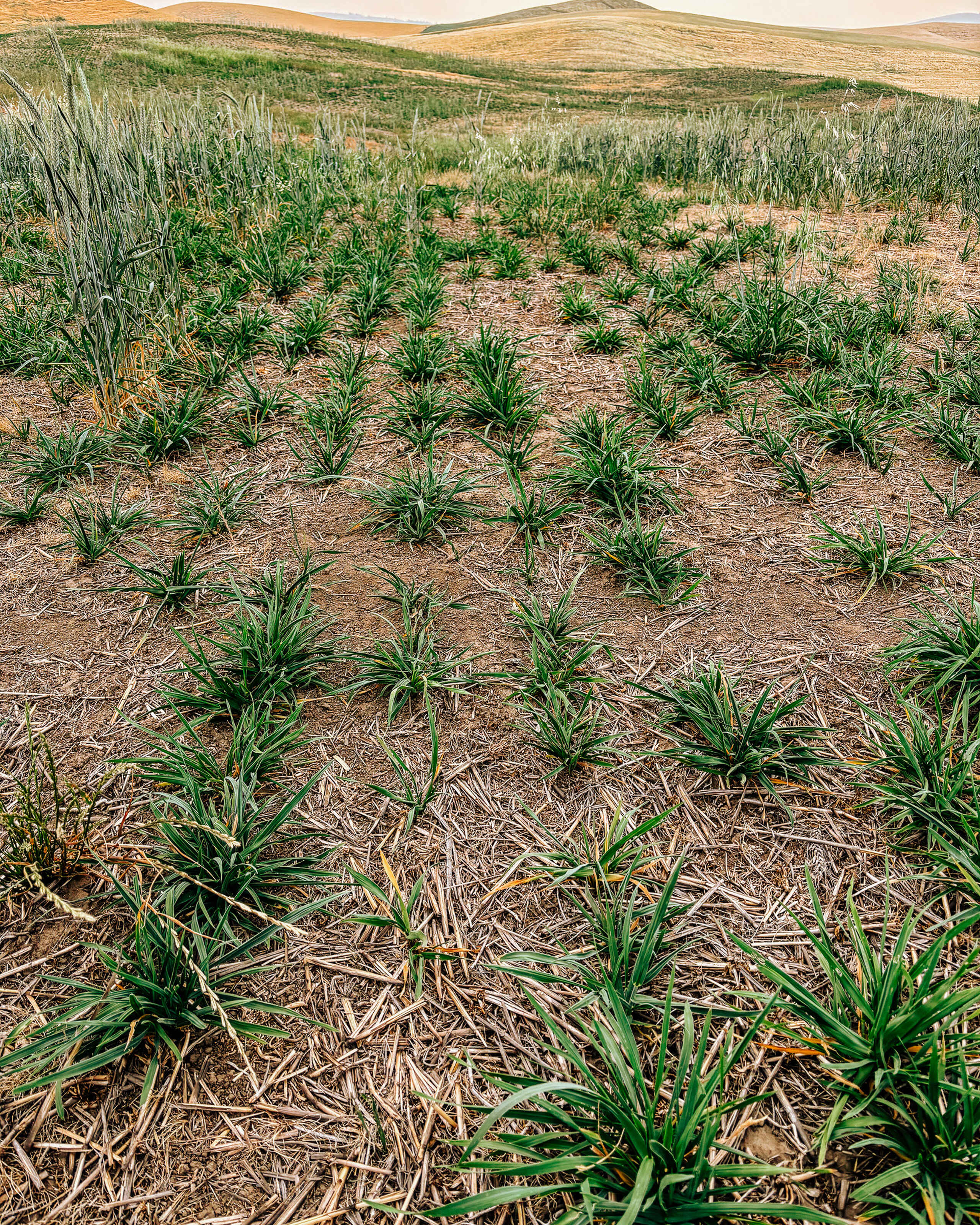 Young Kernza plants emerging in a sandy field with mature cereal crop and rolling hills in the background