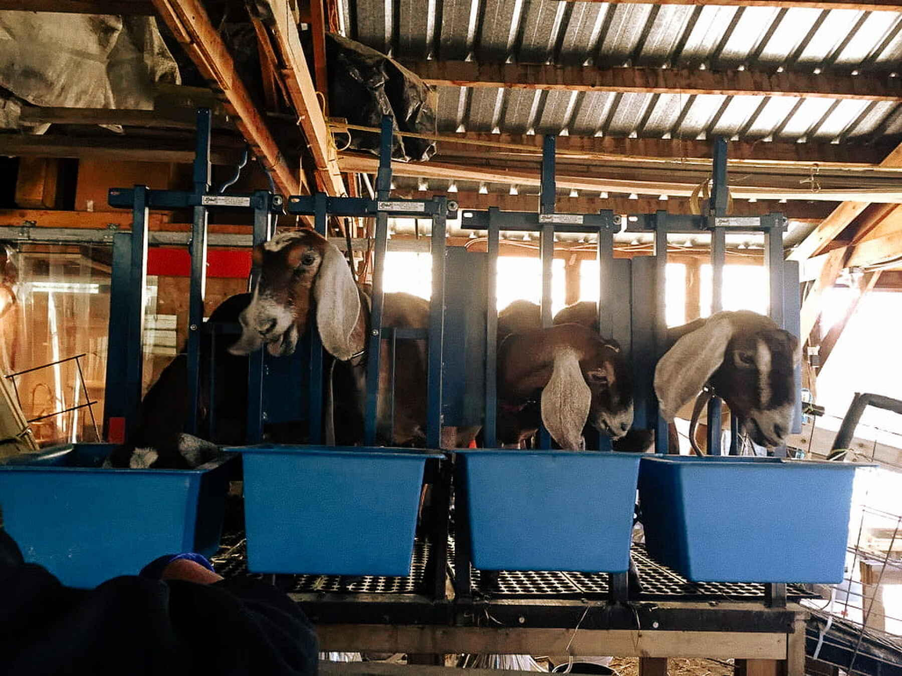 Four goats eating from blue feed troughs in a barn stall