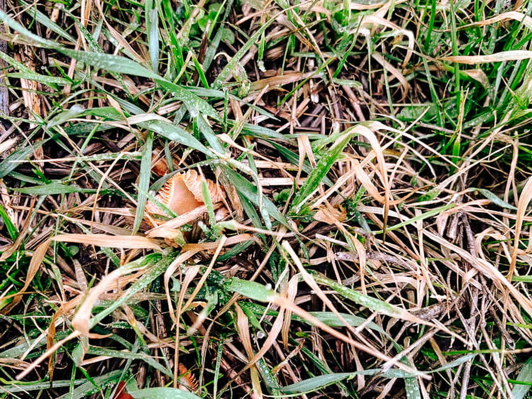 Mushrooms growing among dried grass and plant debris in regenerative soil
