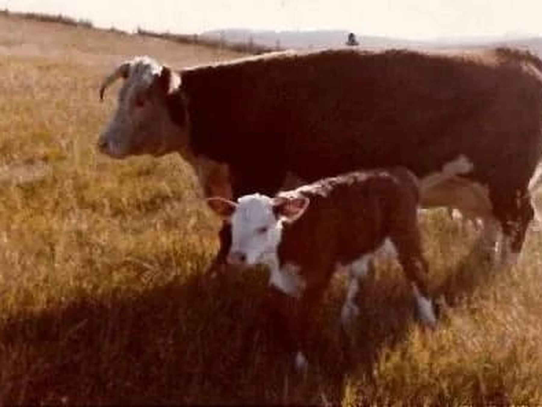 Hereford cow and calf grazing together in a dry pasture