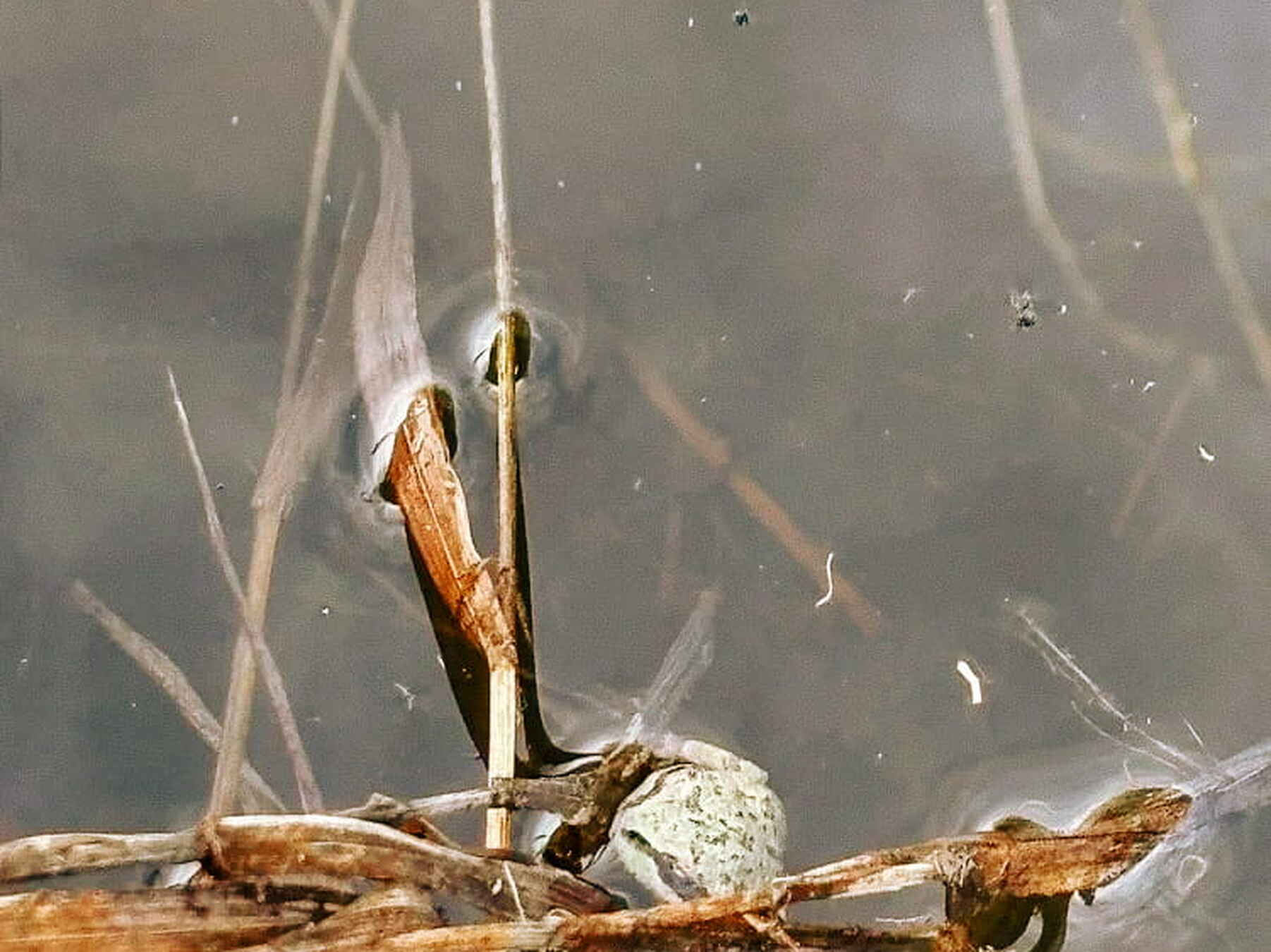 Frogs perched on plant stems in shallow water, signaling the return of aquatic wildlife to restored waterways
