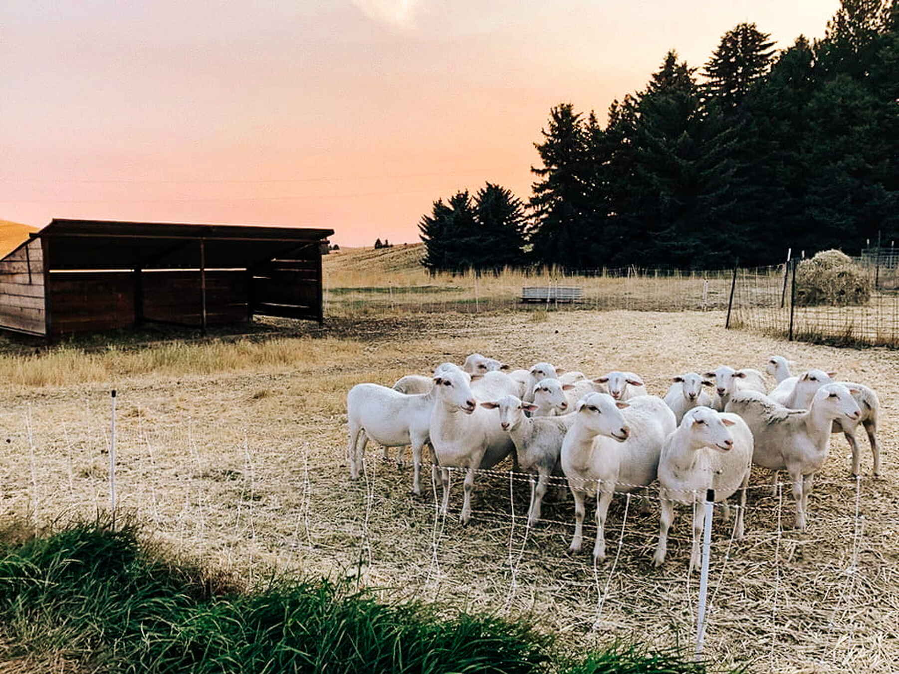 A flock of white sheep gathered in a pen on a ranch at sunset with farm buildings and evergreen trees in the background