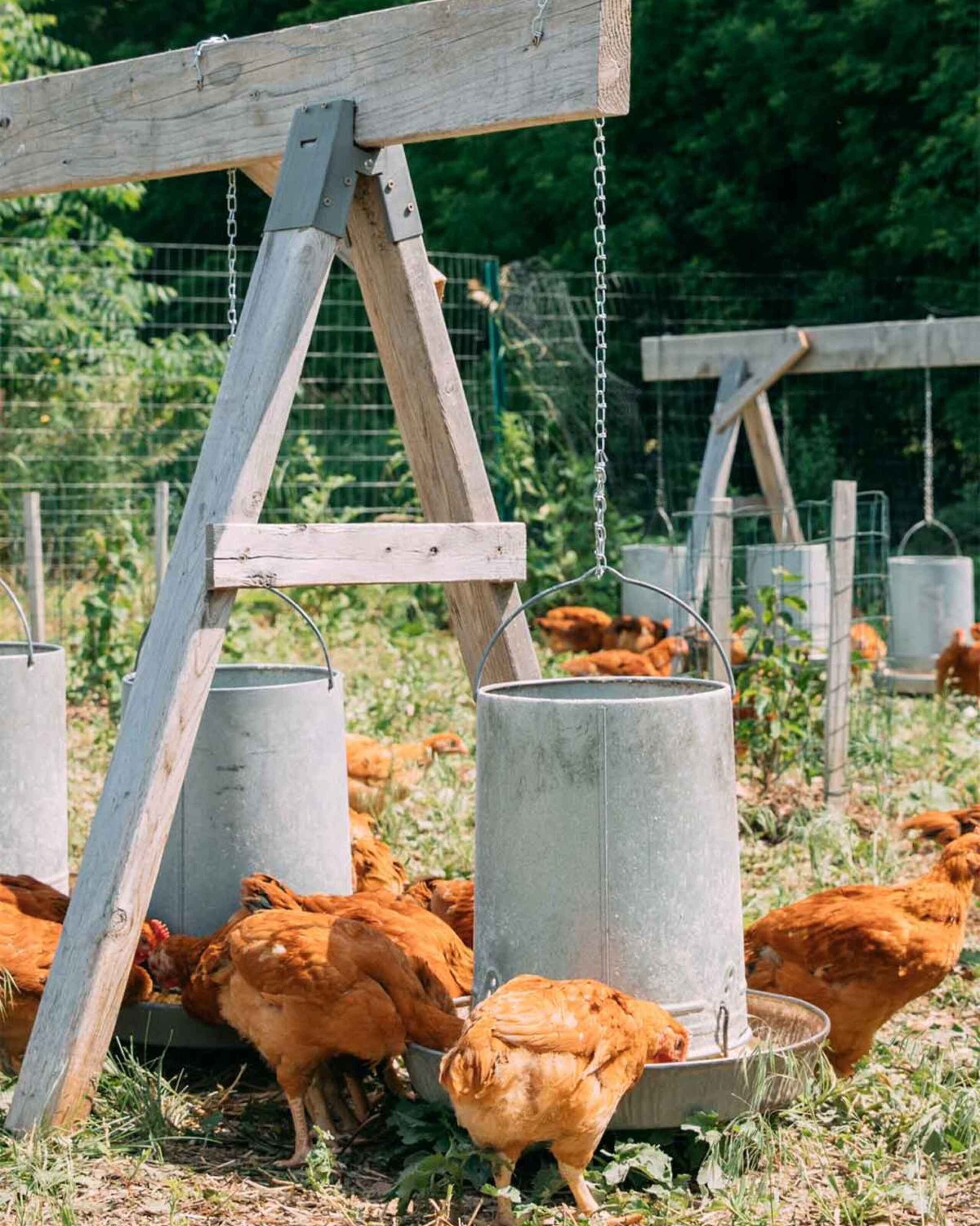 Chickens gather around a wooden A-frame feeder with hanging metal buckets in a farm pasture
