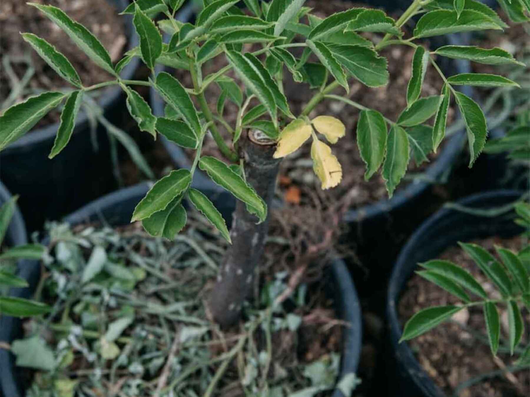 Potted seedlings with compound green leaves and small yellow flowers in a nursery setting