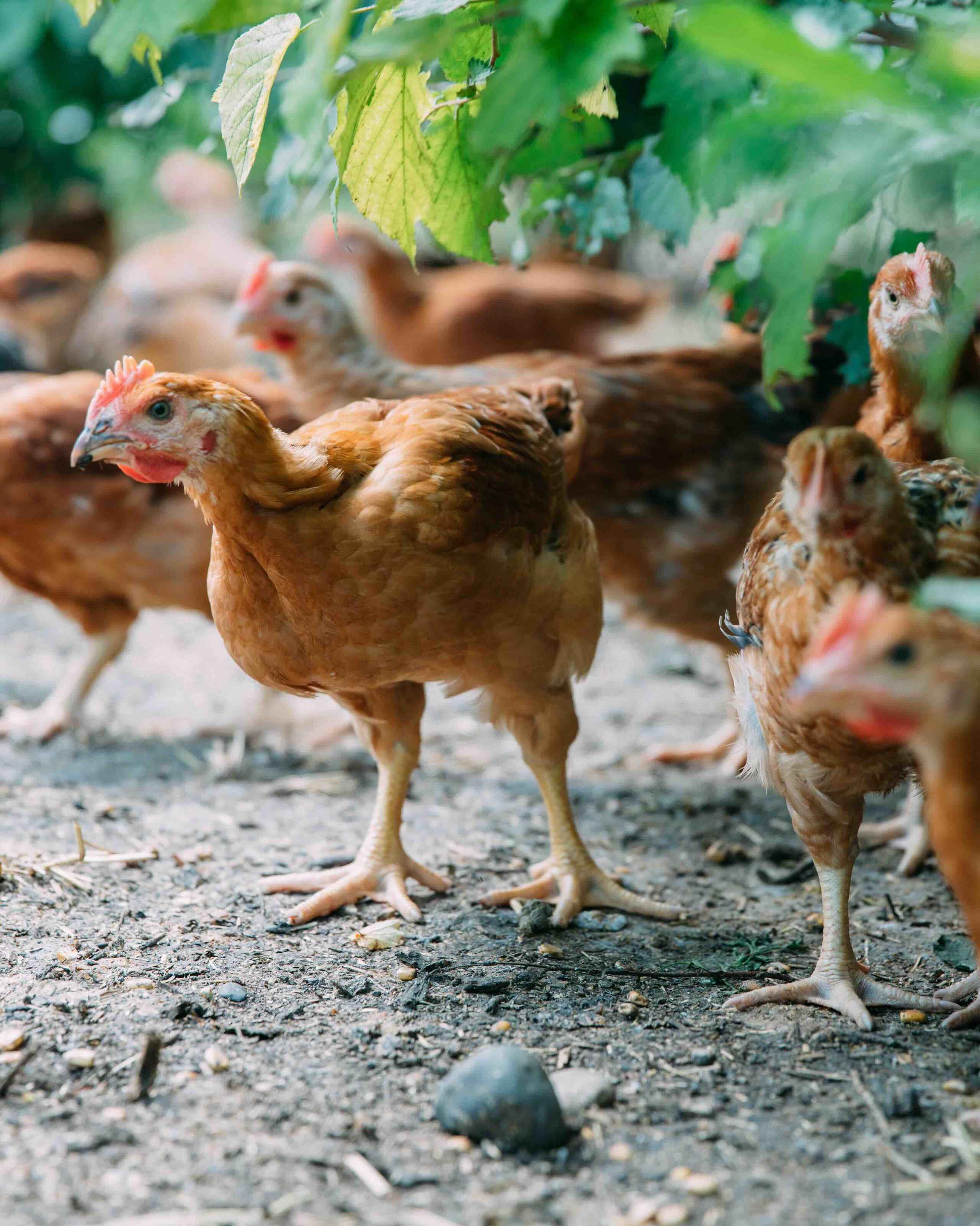 Brown chickens foraging on dirt ground under green vegetation